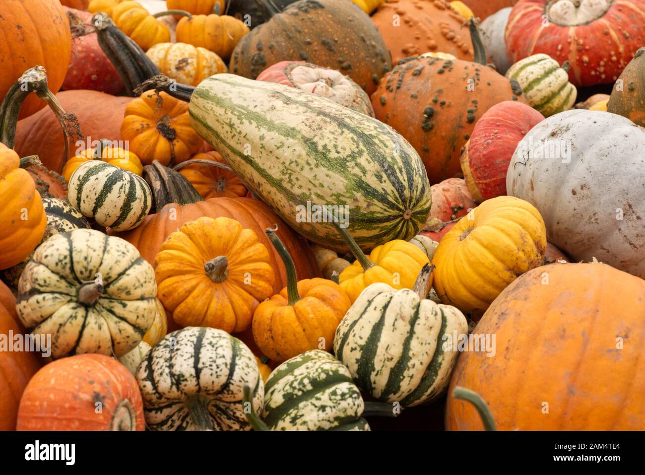 Assorted pumpkins in a pile Stock Photo - Alamy