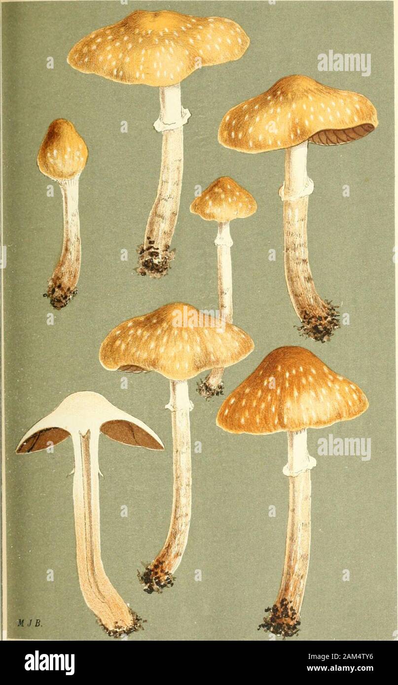 Illustrations of British Fungi (Hymenomycetes), to serve as an atlas to the 'Handbook of British Fungi' . AGARICUS (SJROPHARIA) CAPUT-MEDUS/E. Fries.at the base of trunks. Olamis. tiepl. 1883. PRATELLl. PL. 641.. AGARICUS (STROPHAKlAi JERDONI. B. i( Br.on rhrpx Massbiirnford. Nov. 1860. Stock Photo
