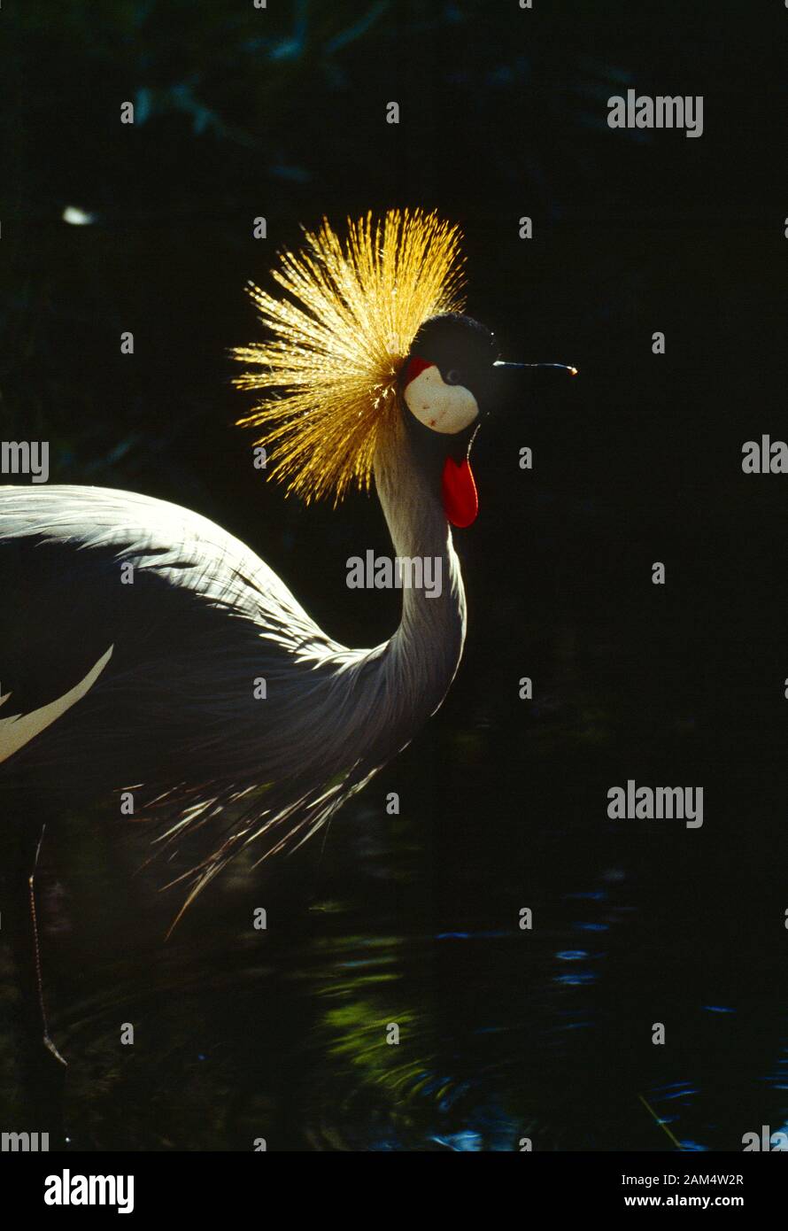 Kenya. Wildlife. Bird. Grey Crowned Crane. Stock Photo