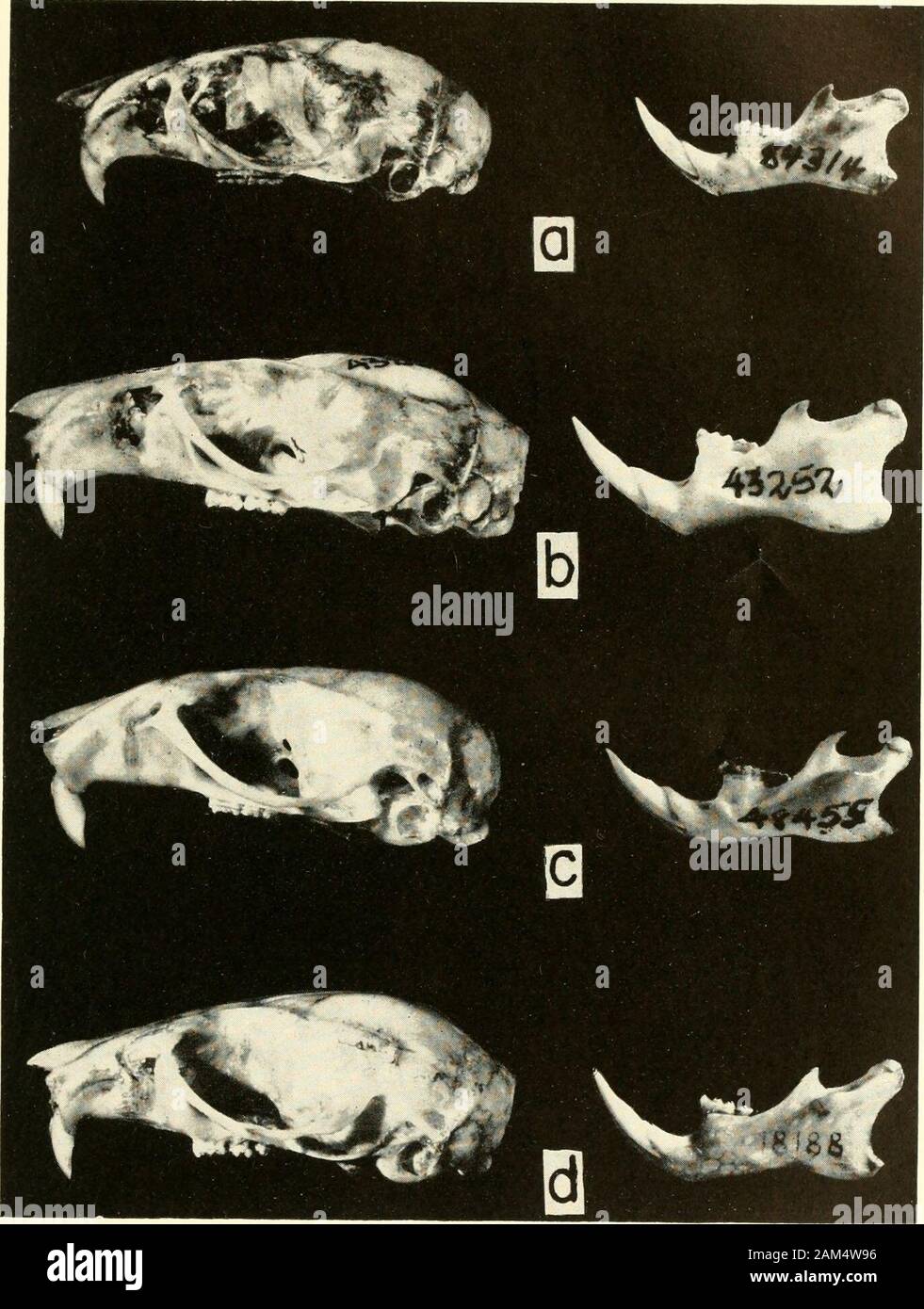Proceedings of the United States National Museum . PROC, US, NAT MUS. VOL. 110 HERSHKOVITZ, PLATE 3. Lateral aspect (X 2) of same skulls (with mandibles) shown in plates 1, 2: a, Oryzomysbicolor; b, 0. concolor; c, 0. palustris; d, Rhipidomys venuslus. PROC US. NAT. MUS. VOL. 110 HERSHKOVITZ, PLATE 4 Stock Photo