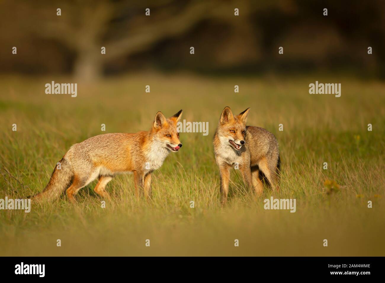 Close up of two playful Red foxes (Vulpes vulpes) in the field of grass. Stock Photo
