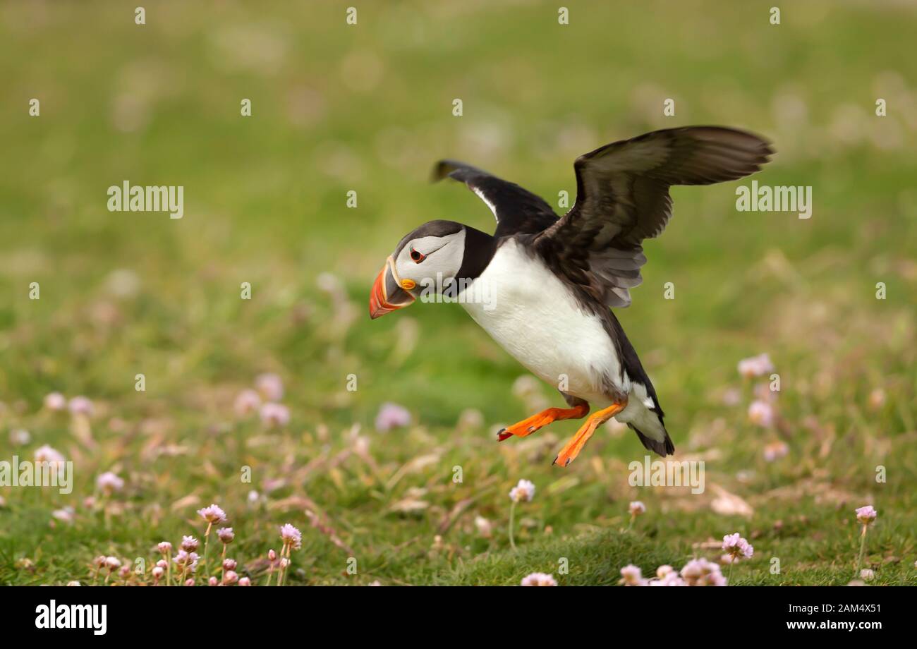 Atlantic puffin landing with the open wings, Noss island, Shetland Islands. Stock Photo