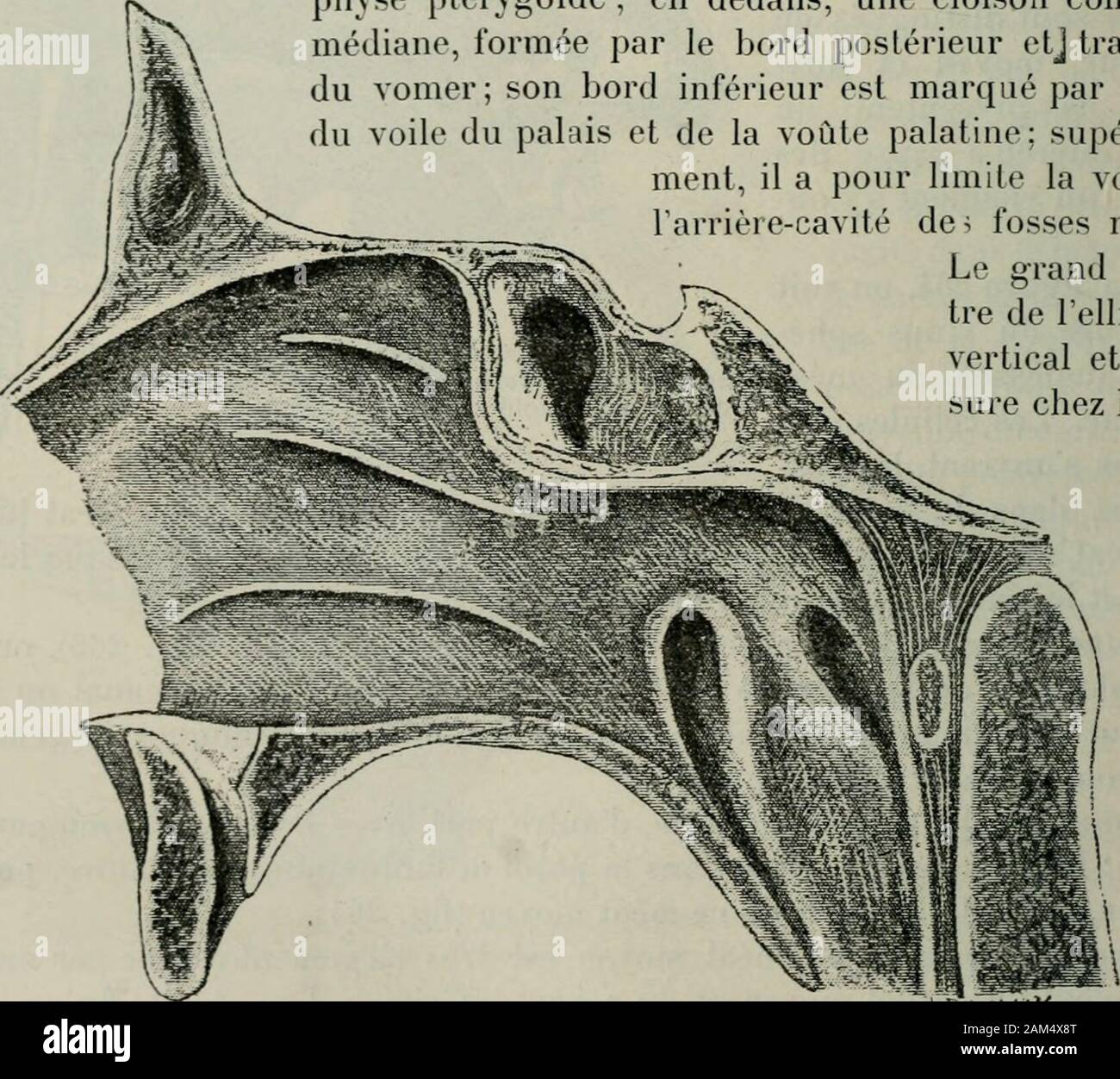 Traite De Chirurgie Fig 267 Orilices Posterieurs Desfosses Nasales Grandeur Naturelle Adiille Fig 26s Coupe Antero