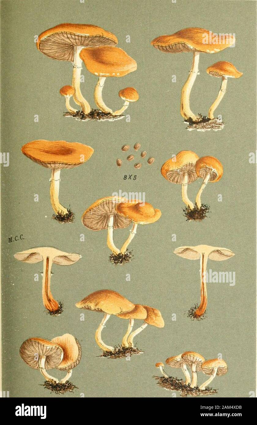Illustrations of British Fungi (Hymenomycetes), to serve as an atlas to the 'Handbook of British Fungi' . AGARICUS (STROPHAmA) LUTEO-NITENS. Fries.ore sawdicst, dung, 4c. Crackleif Wuud, Kemiworth. Sept., 1885. I PL. 537. 6^b. r.g.5. AGARICUS (STROPHARIA) MERDARIUS. Fries,on dung. Fordin^bridtje and Sibhertoft. 1881. PRATELLI. Stock Photo