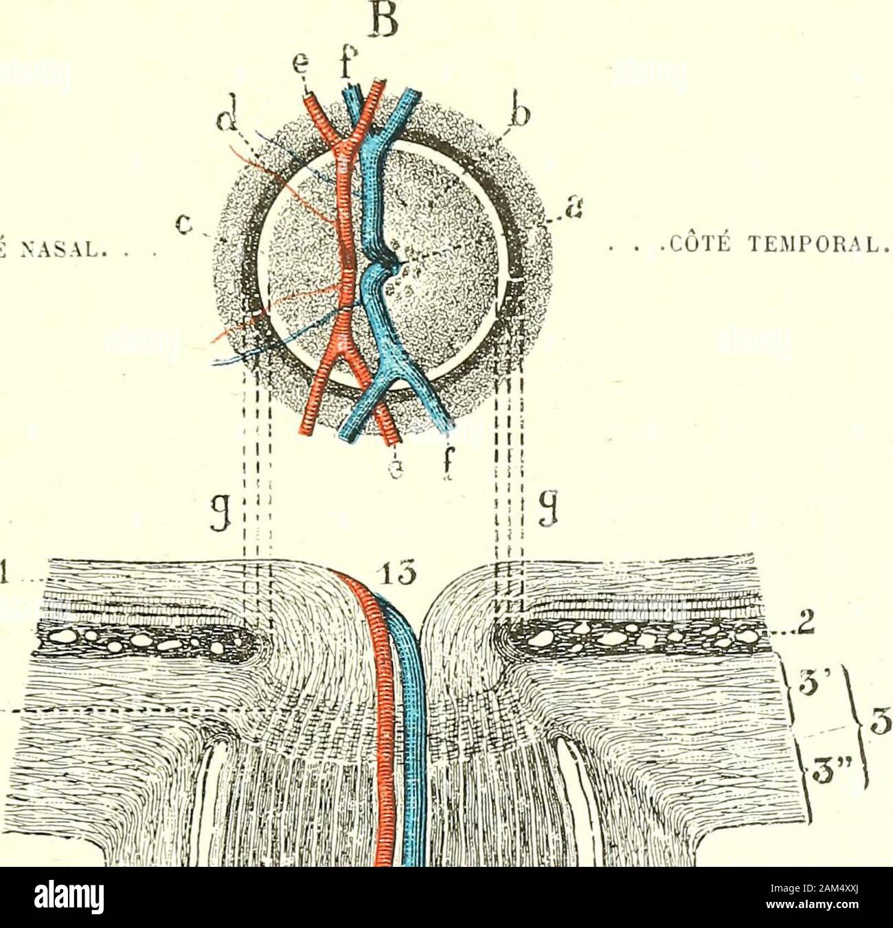 Traite D Anatomie Humaine Oculaire 393 C Ouverture Posterieure Lamina Cribrosa Louverture Posterieure Fig 262 B Destinee A Livrer Passage Au Nerf Optique Noecupc Pas Exactement Le Pole Poste Rieur De Lœil