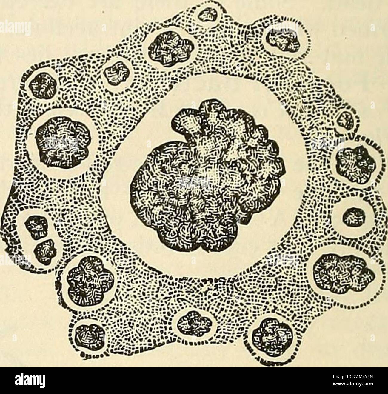 Diplococci bacteria hi-res stock photography and images - Alamy
