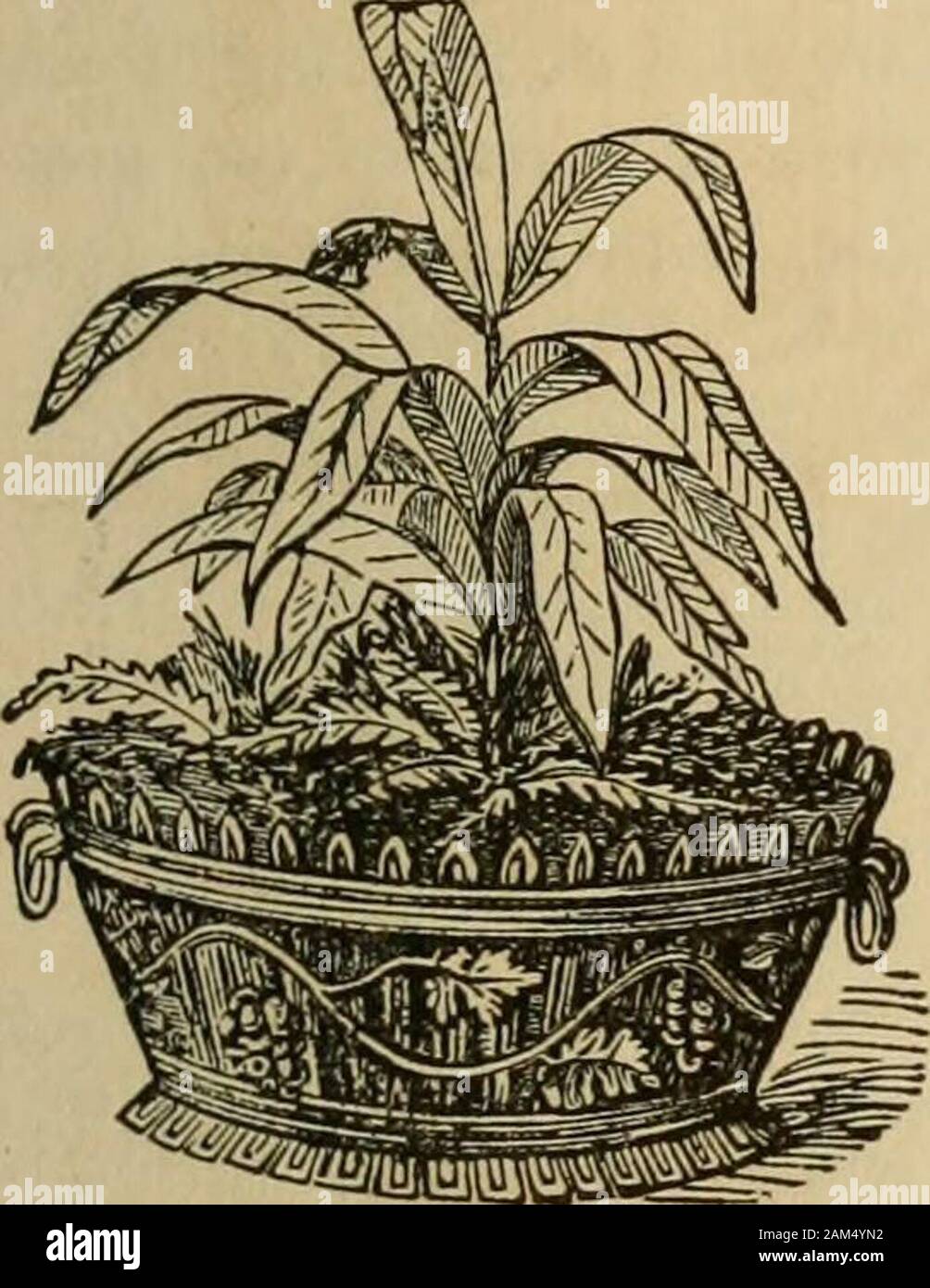 Window gardening : devoted specially to the culture of flowers and ornamental plants for indoor use and parlor decoration . GARDENING. ol An exceedingly ornamental design for a flower pot for a drawing room is shownin (Fig. 27,) made of Minton tile, the ground work of which is dark blue and theflowers white. All such decorative pots impart a pleasant tasteful look to anyroom. We would be glad to have them multiplied and constantly improved.Fig. 28, is of the same material, but of various shades of white, red and green. Jaidinieres.These are fanciful, single or double boxes, of more artistic co Stock Photo