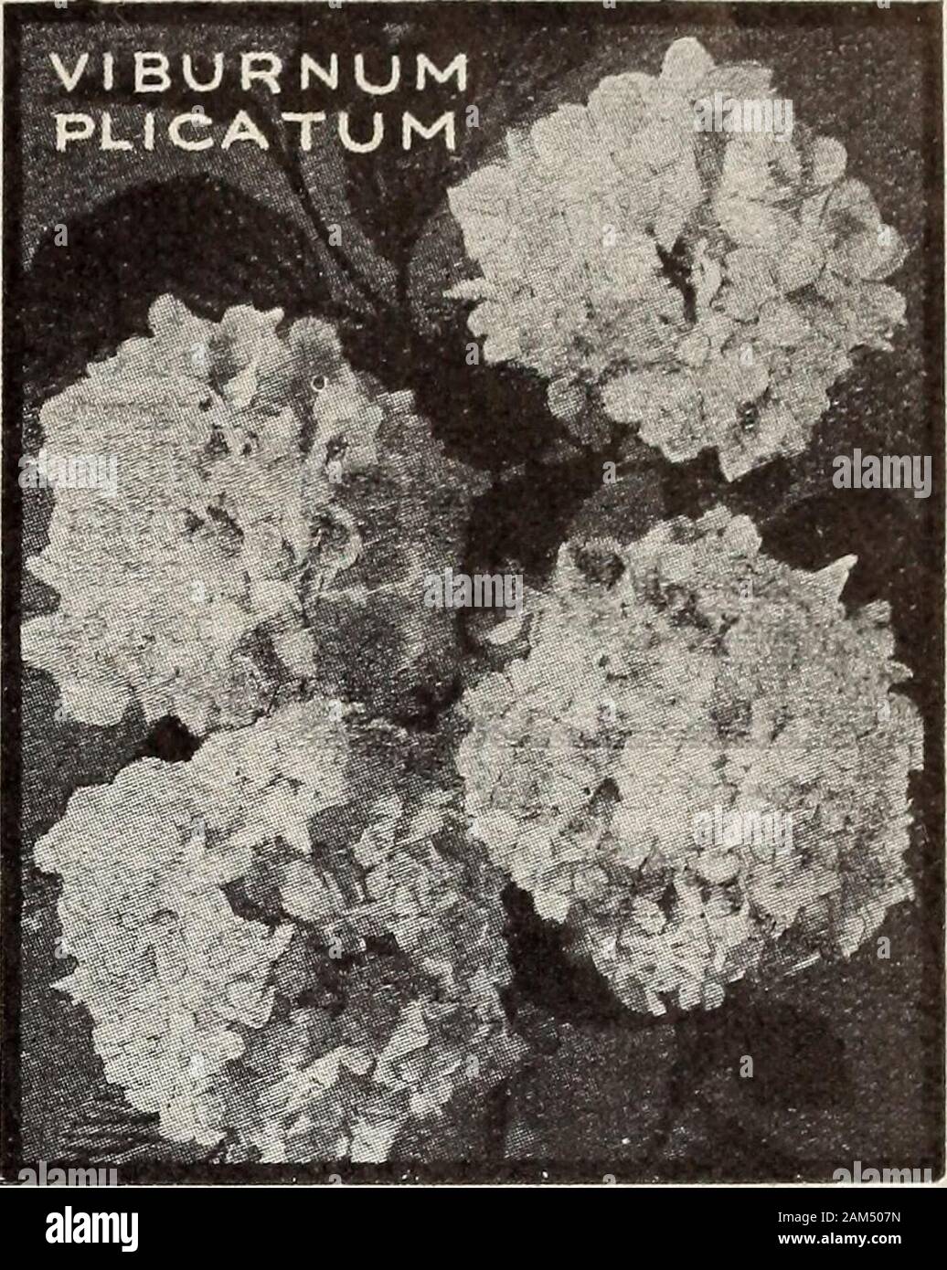 New floral guide : autumn 1913 . HARDY ORNAMENTAL SHRUBS, continuedSPIREAS VAN HOUTTEI. This graceful bush becomescovered in early sum-mer with snow-whiteflowers, like illustra-tion. The foliage isattractive always. PRUNIFOLIA (BridalWreath). Bearsmasses of snow-whiteflowers, like littleroses, almost the en-tire length of thebranches. ANTHONY WATERER.Rosy red flowers,borne in large, flatclusters all summer.Grows low and com-pact. VIBURNUM PLICATUM (Japan Snowball). Pure white,globular flowers like real balls of snow. The foliage is rich,dark green and finely crinkled. 15 cts. each, postpaid; 2 Stock Photo