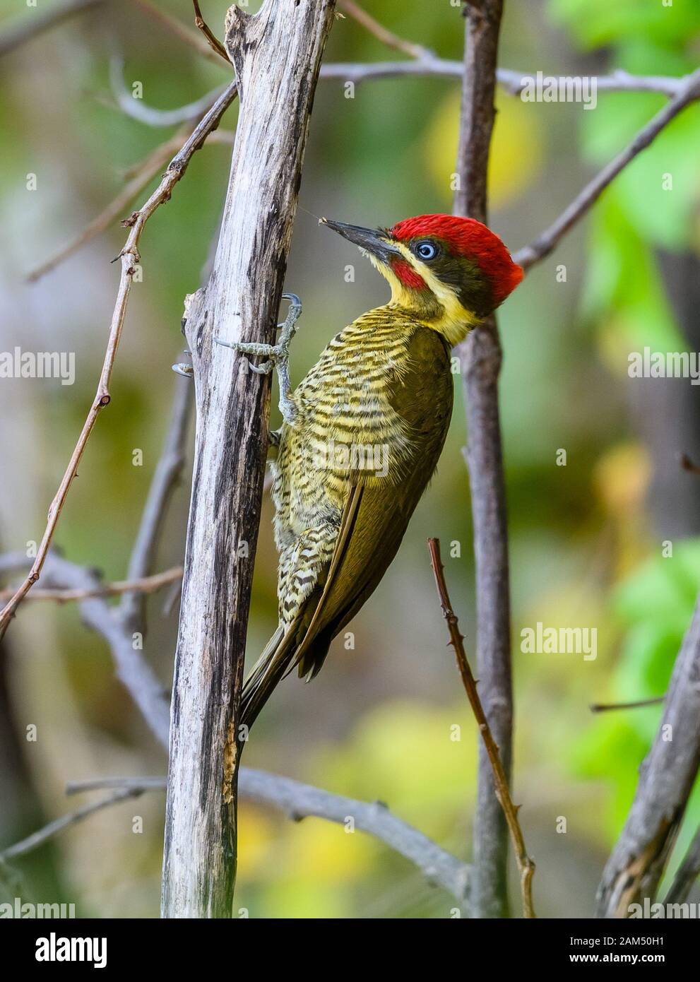 A Golden-green Woodpecker (Piculus chrysochloros) foraging in its native habitat. Quixadá, Ceara, Brazil. Stock Photo