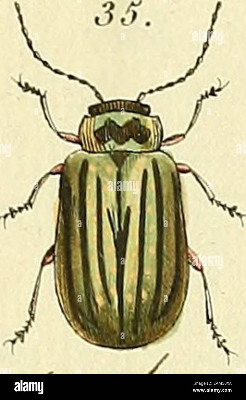 Entomologie, ou, Histoire naturelle des insectes : avec leurs caractères génériques et spécifiques, leur description, leur synonymie, et leur enluminée . Stock Photo