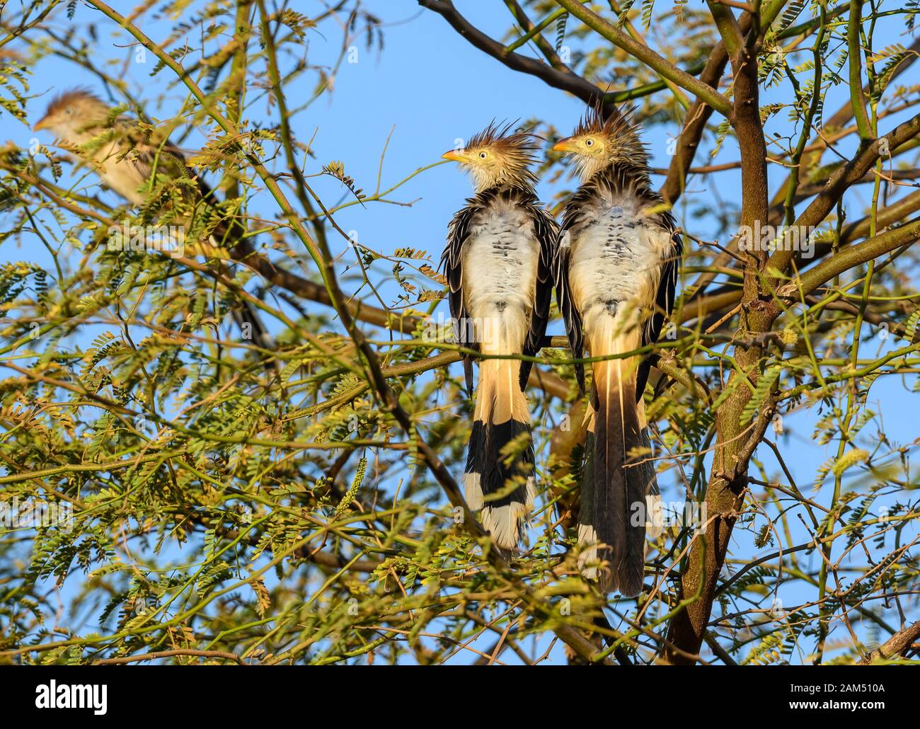 A pair of Guira Cuckoo (Guira guira) sun bathing. Redonda, Ceara, Brazil Stock Photo