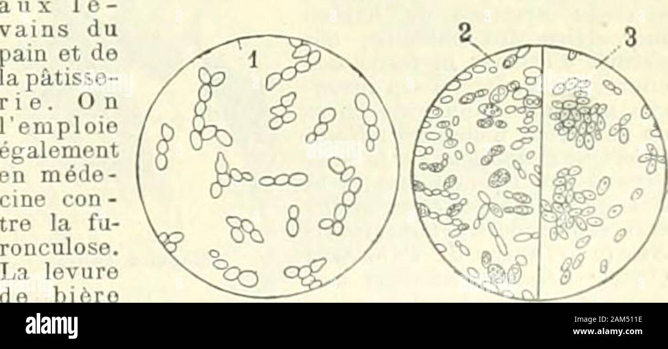 Nouveau Larousse illustré : dictionnaire universel encyclopédique .  cellules dedimensions successivement décroissantes. En vivant dansdes  milieux appropriés, les champignons déterminent desphénomènes de  fermentation, généralement de fermenta-tion ...