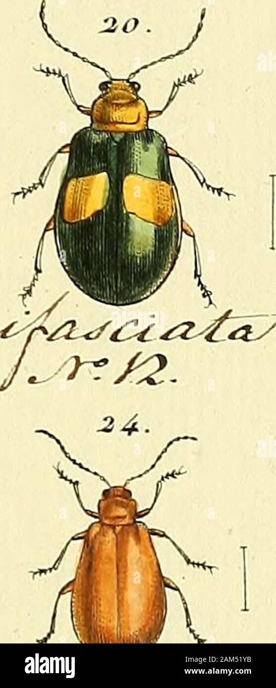 Entomologie, ou, Histoire naturelle des insectes : avec leurs ...