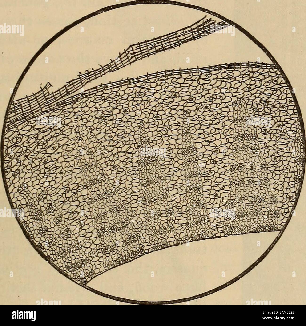 Cinnamon Bark Microscope