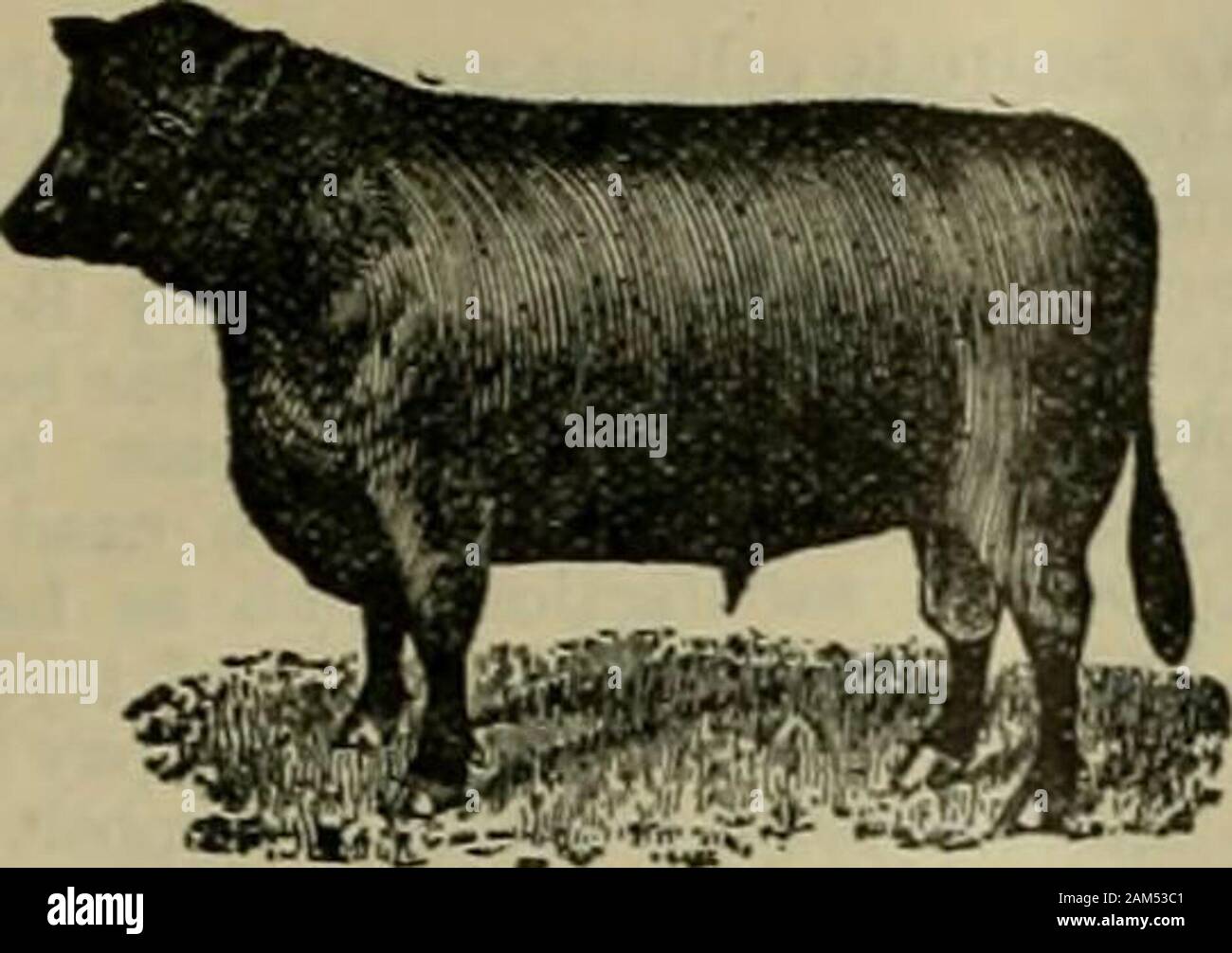The Southern planter . bred in the South. Combiningclosely the most noted  and up-to-date bloodIn America. Bulls 10 to 12 months old, 825 ,  same age, . POLAND-CHINAPIGS,  each. Send check