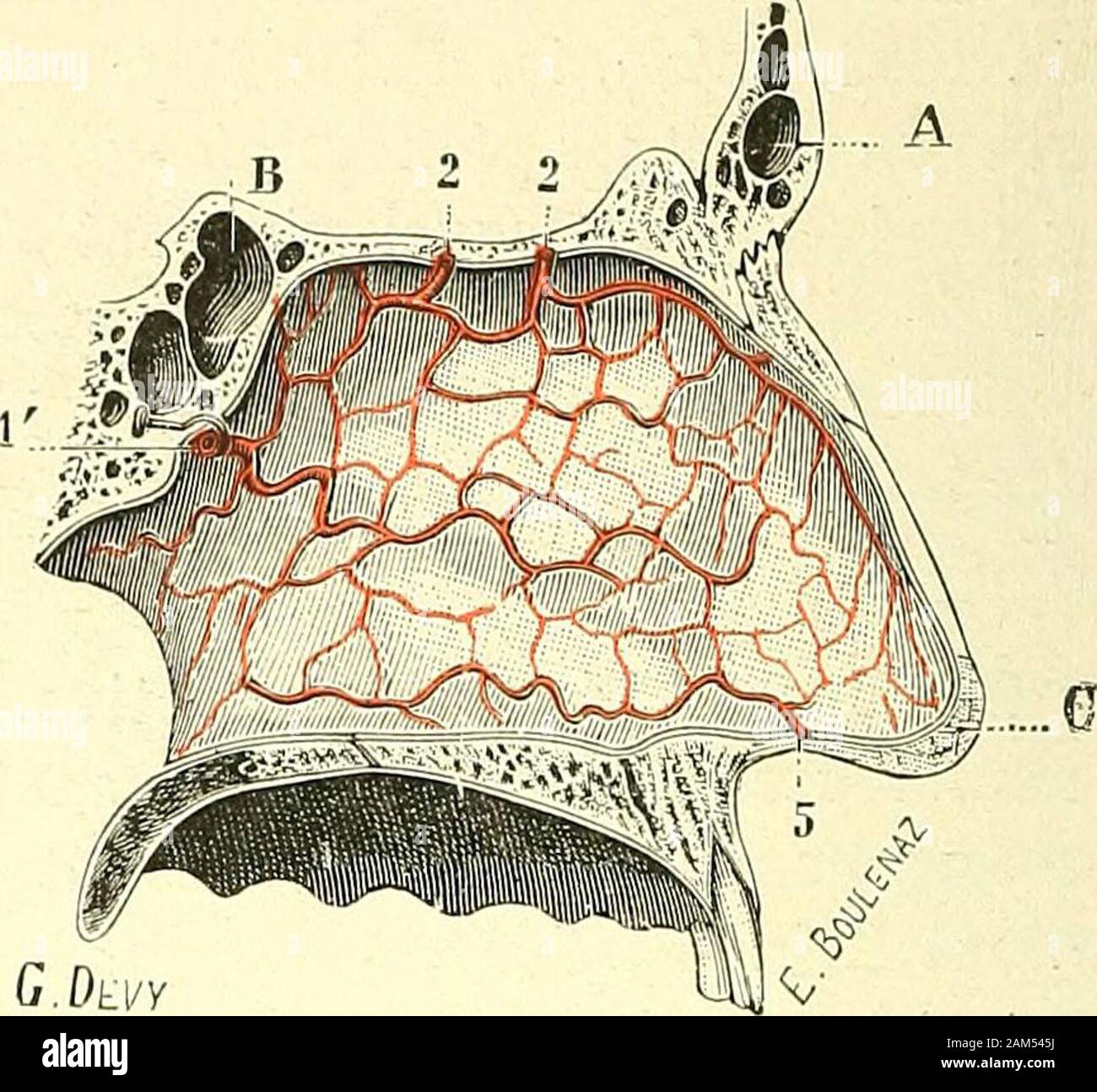 Traité d'anatomie humaine . Fig. 251.Artères des fosses nasales, paroi externe.. Fig. 252.Artères des fosses nasales, paroi interne. 1, artère sphcno-palaline. — 2, ailères ethmoïdales antérieure et postérieure — 3, ptérygo-palatine. — 4, palatinedescendante. — 5, anasioniose avec les artères sous-orbitaire et faciale. — A, sinus frontal. — B, sinus sphénoïdal. —G, lobule du nez. distribue plus spécialement au cornet inférieur; 4° la sous-orbitaire qui envoiequelques rameaux au sinus maxillaire ; 5° la ptérygo-palatine, qui se ramifie à laface inférieure du sphénoïde ; 6° la faciale, enfin, qu Stock Photo