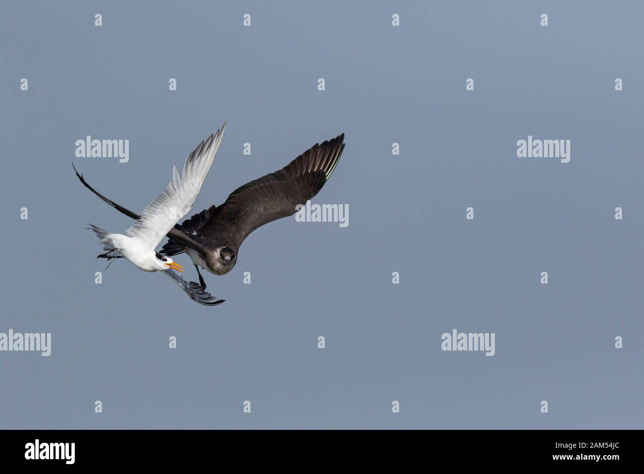 Tern and Arctic Skua in Flight for Fish seen off coast at Alibaug, Maharashtra, India Stock Photo