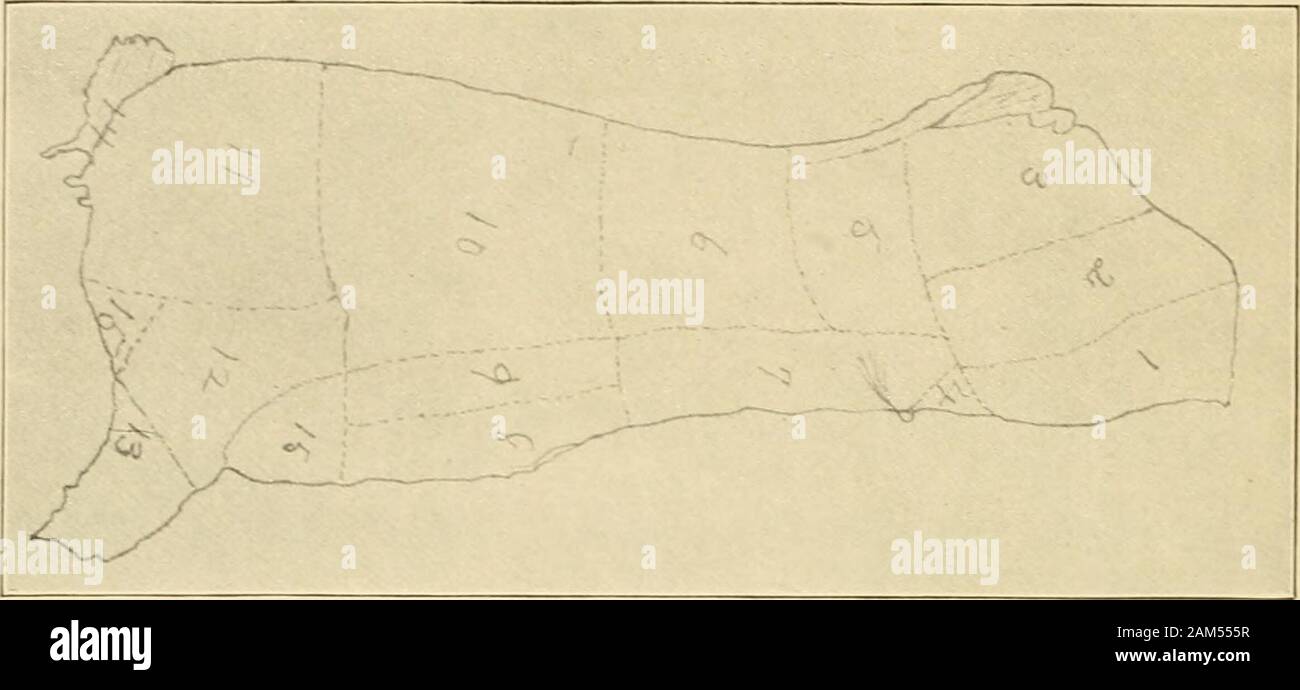 History and present status of instruction in cooking in the public schools of New York city . Diagram of cuts of Beef. 1. Leg. 5. Porterhouse. 9. Top of sirloin. 13. Shoulder. 2. Round. 6. Sirloin. 10. Ribs 14. Cross ribs 3. Rump. 7. Navel. n. Chuck. 15. Brisket. 4. Flank steak. 8. Plate. 12. Neck. 16. Shin. Drawn by E. K., age 1 3 years. U. S. Dept. of Agri., Bu!. 56. Of .ce cf Expt. S-:3X Plate V!I.. en 4^ w lo — 33 3)r c o «&gt; ,, «^, • —  . ^&lt;- ^ ?^^ NC--- TO ? CDC/ 5 o U. S Dept. of Agii., Bui. 5c. Office of Expt. Stations. Plate VI Stock Photo