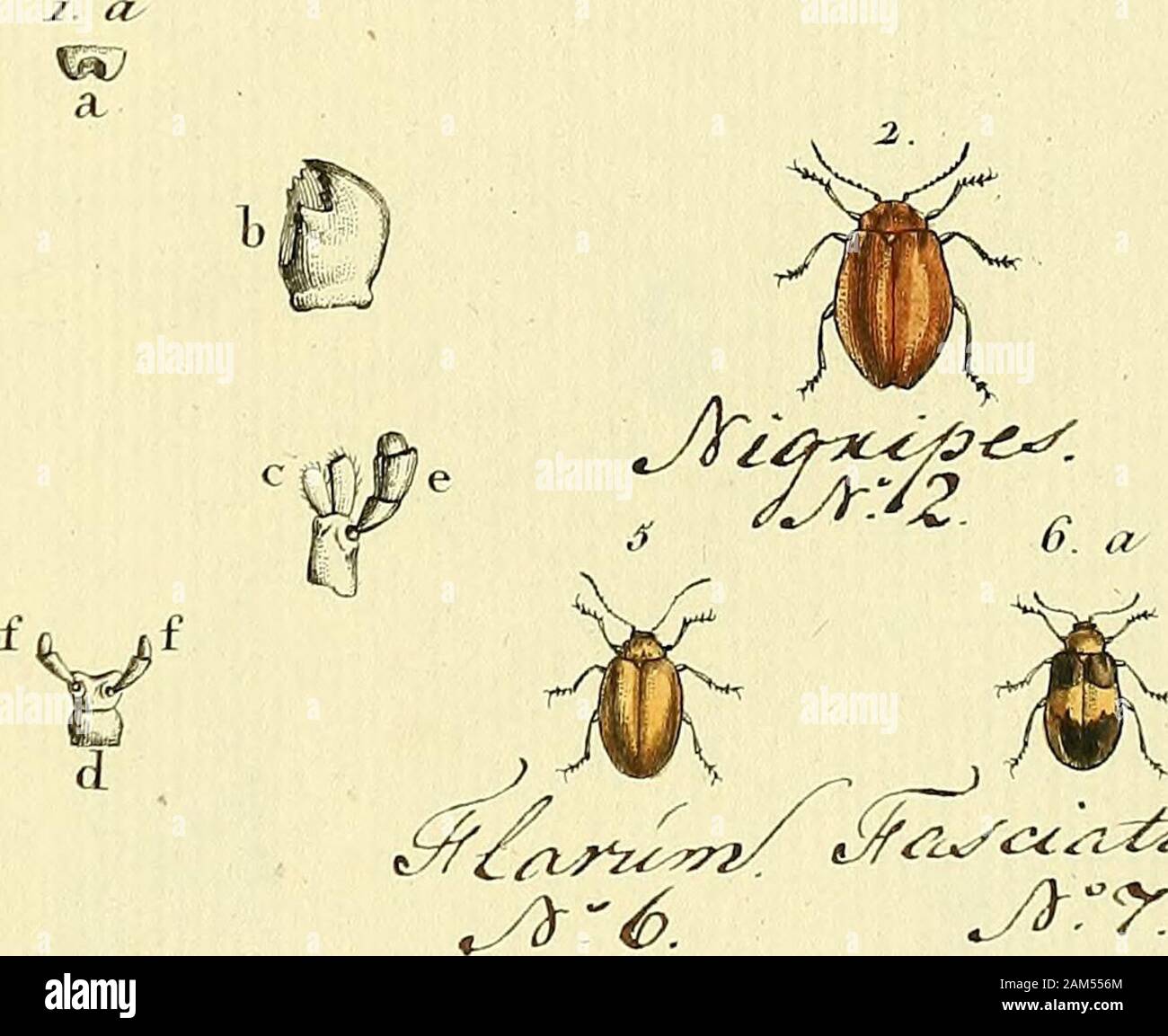 Entomologie, ou, Histoire naturelle des insectes : avec leurs ...