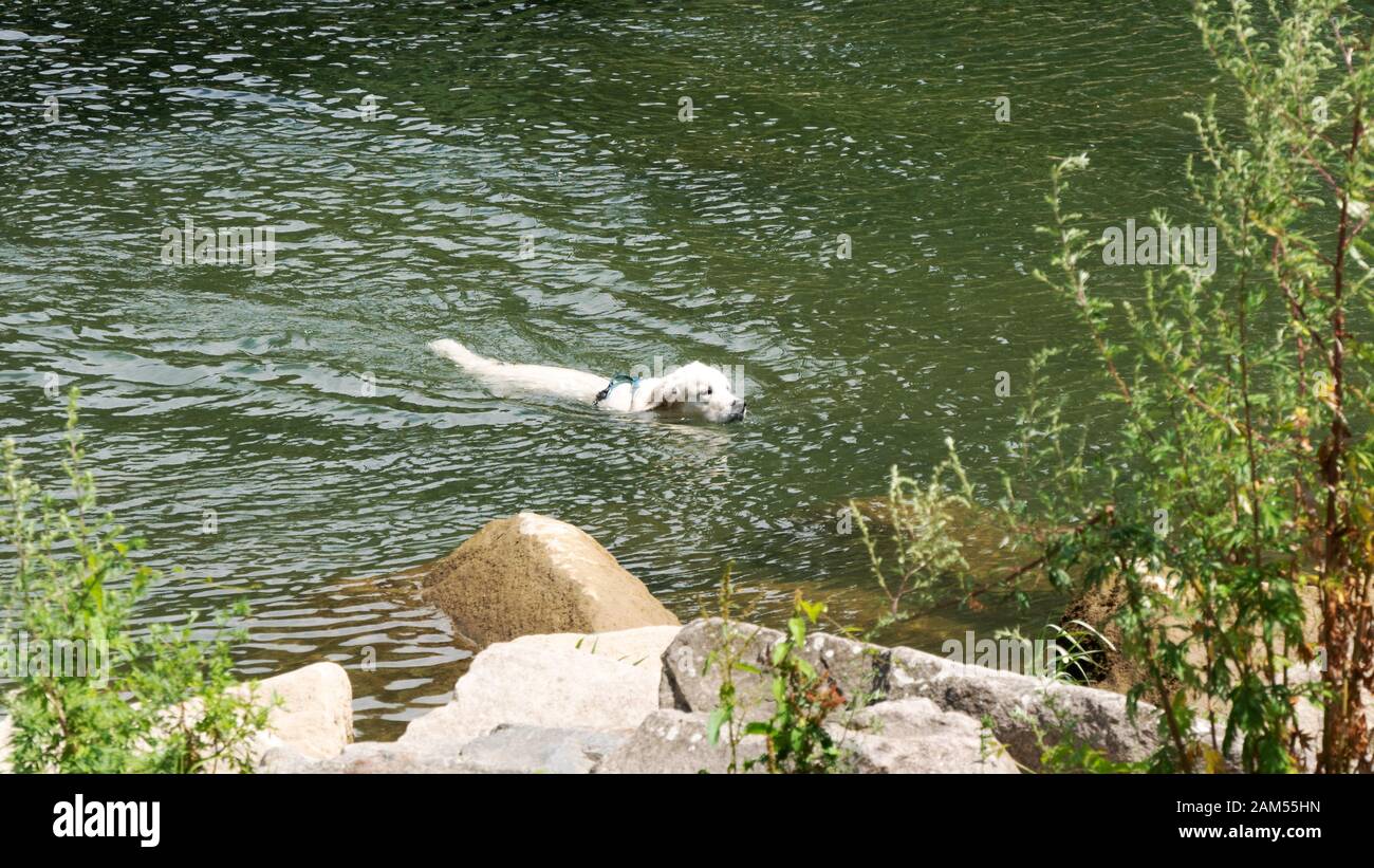 White dog enjoys the cool water on a summer day Stock Photo