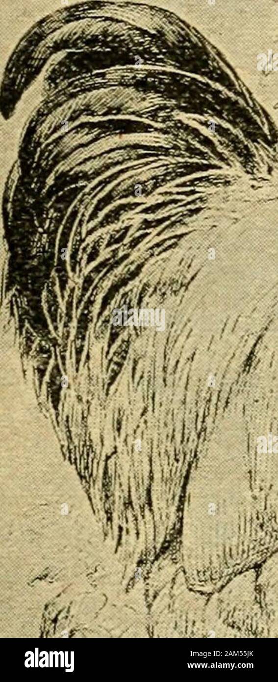Bookyear1908 High Resolution Stock Photography And Images Alamy