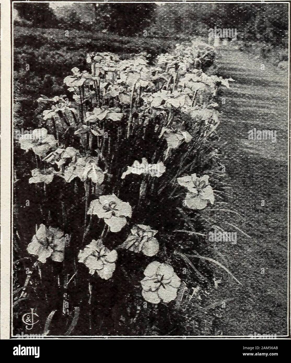 New floral guide : autumn 1913 . s (Bleeding Heart). Blooms early; beautiful rosy pink and white flowers.Funkia undulata variegata. Lily-like flowers and long narrow leaves, fluted and edged with white. 20c. each.Helianthus, Soleil dOr, or Sun of Gold. Grows 4 feet- quilled petals like a dahlia; golden yellow.Helleborus niger, or Christmas Rose. Pure white, waxy flowers. Ready in December. 25 cts. each.Hemerocallis (Golden Double-Crown Lily). Large, lily-like flowers, golden yellow with carmine marking.Hollyhocks, Single. Red, white and yellow.Lychnis, Single. Vermilion-scarlet flowers.Ornamen Stock Photo