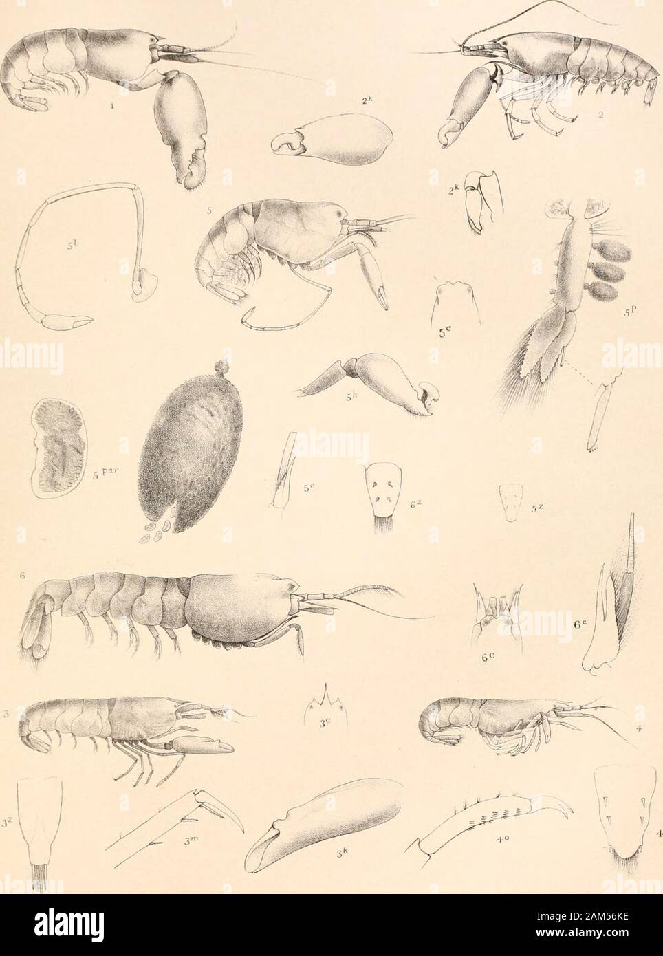 Report on the scientific results of the voyage of H.M.SChallenger during the years 1873-76 : under the command of Captain George SNares, R.N., F.R.Sand Captain Frank Turle Thomson, R.N. . First pereiopod ; larger chela, left. „ 2k. First pereiopod ; smaller chela, right. Alpheus gracilipes (p. 561). :;. Lateral view ; enlarged three times. , 3c. Cephalon, frontal region. , 3/ First pereiopod ; larger chela. , 3m. Third pereiopod ; terminal joints. , 3z. Telson. Alpheus biunguiculatus (p. 562). , 4. Lateral view ; enlarged three times., 4o. Fifth pereiopod ; terminal joints., 4z. Telson. Betam Stock Photo