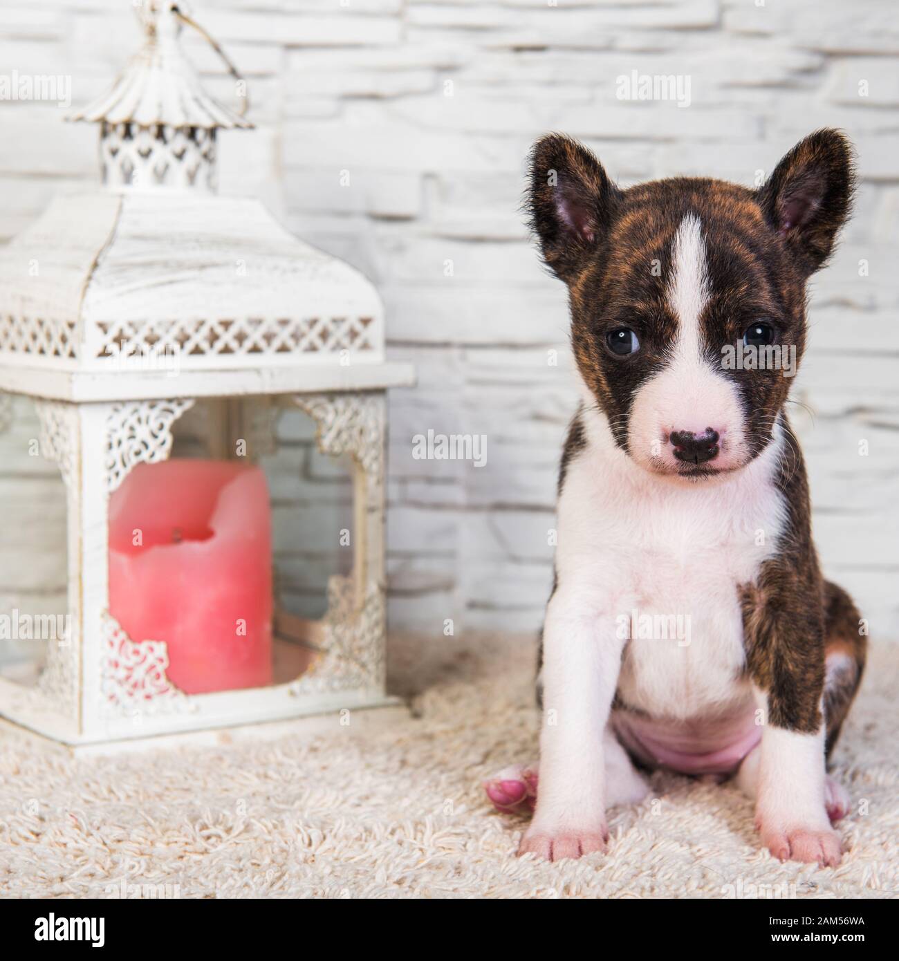 Barkless dog hi res stock photography and images Alamy
