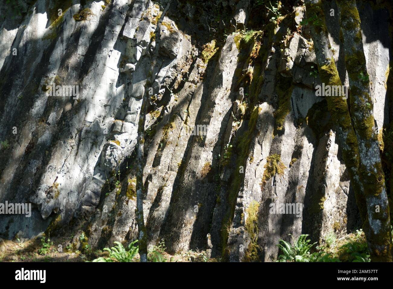 A columnar basalt cliff at Starvation Creek in the Columbia Gorge, Oregon.  The picture was taken in Spring. Stock Photo