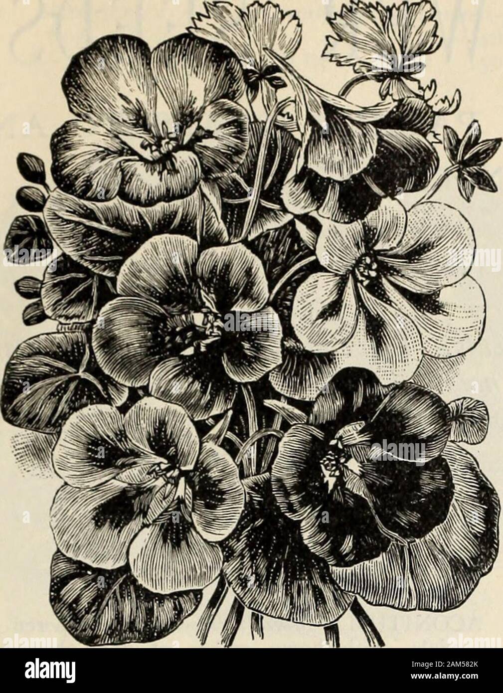 Farquhar's catalogue : spring 1904 . Evans Boston Giant Mignonette. R. & J. FARQUHAR & CO.8 SEED CATALOGUE. 41 NOVELTIES IN FLOWER SEEDS —Continued.. ^°- 5457* Farquhars Rainbow Mixture; TallNasturtium. The most showy and varied in colorof ail Running Nasturtiums; the mixture includesthirty of the choicest named varieties of tall Nasturtiumsand Tropseolums. In common with our Kent-grownstrain, this Rainbow Mixture is distinguished by therichness of co.or and size of the flowers, which exhibitevery shade of rose, salmon, bright red, bronze, ma-roon, pale yellow, etc., self-colored, spotted, and Stock Photo