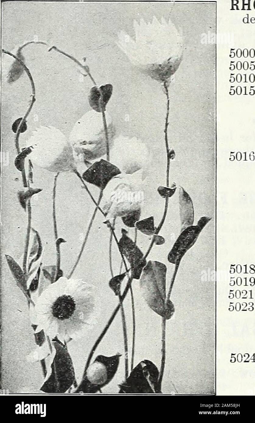Farquhar's garden annual : 1922 . arden, not only to brighten it in. Summer, but as cut flowers for Winter decoration,use the flowers should be cut before they are fully expanded and hung, with the heads downward, in an airy room to dry. For Winter annuals of great 1ft. Pkt. ioz., .25; .10 lOZ., .25; .10 ACROCLINIUM. Showj^ value as cut flowers.W50 Double White.4955 Double Rose. 4960 AMMOBIUM alatum. Splen-did annual with small whiteflowers. 2 ft. . j oz., .25; GLOBE AMARANTH. {Gomphrena.)Desirable annuals adapted for edgings orlarge beds. 1 ft. 4965 Purple Oz 4970 Orange. 4972 Rosea. 4975 Whi Stock Photo