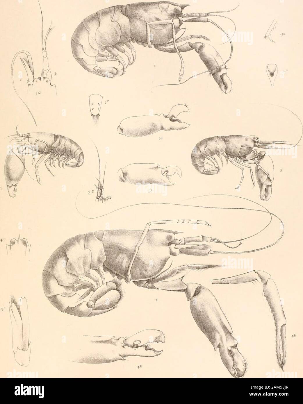 Report on the scientific results of the voyage of H.M.SChallenger during the years 1873-76 : under the command of Captain George SNares, R.N., F.R.Sand Captain Frank Turle Thomson, R.N. . PLATE XCVIII. Alpheus leviusculus, var. (p. 549).Fie. 1. Lateral view ; enlarged three times. lc. Cephalon ; b, first antenna ; c, second antenna.„ Ik. First pereiopod ; left side. W. First pereiopod ; left side, pollex.lm. Third pereiopod ; terminal joints.,, lz. Telson. Alpheus crinitus (p. 548).„ 2. Lateral view ; enlarged four times. 2c. Cephalon with first and second antennae ; left side. Alpheus bermud Stock Photo