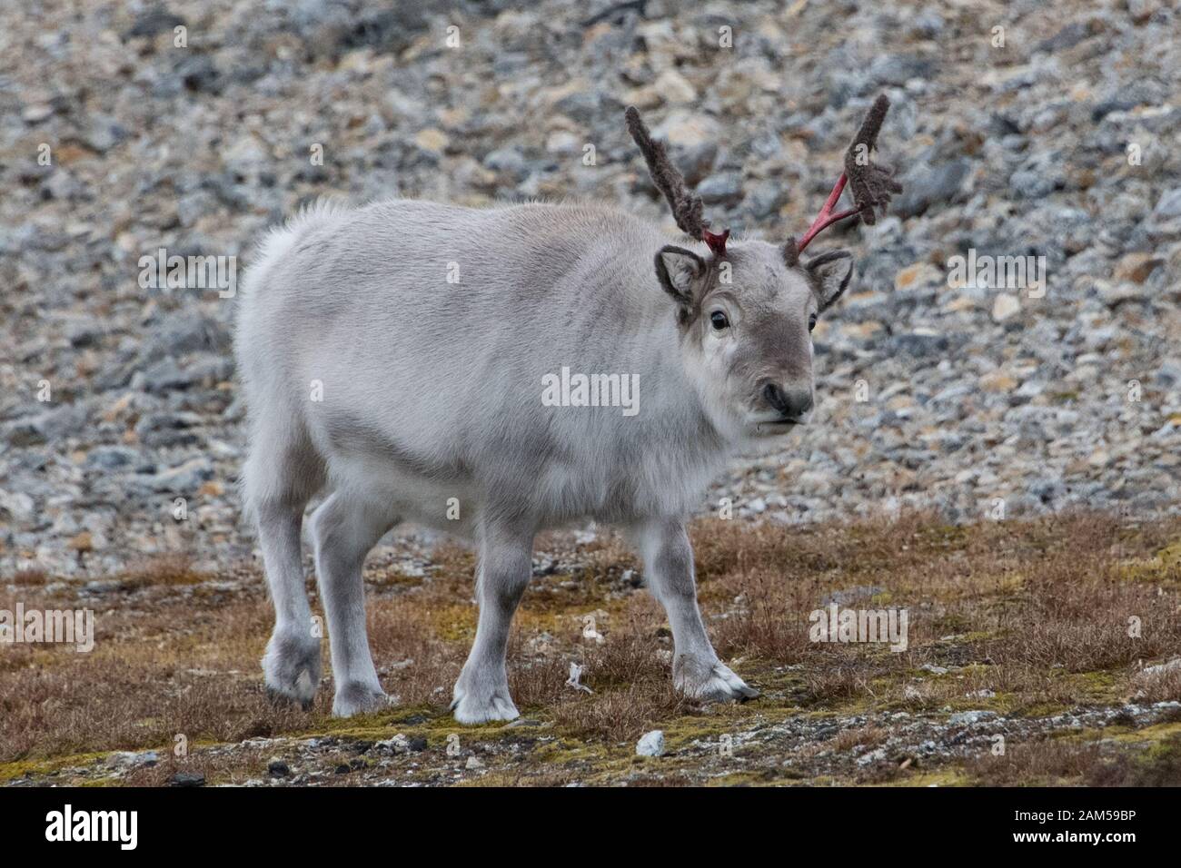 portrait of wild living reindeer in Svalbard Stock Photo