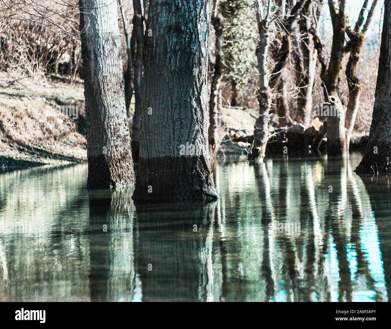 Single tree standing out in a light blue green river. Water level visible on the tree, area of floods and varying water level from melting nearby snow Stock Photo