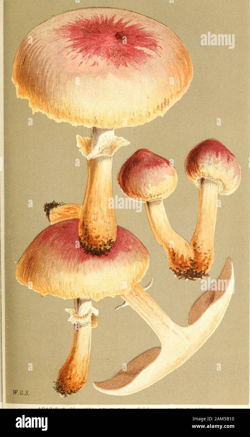 Illustrations of British Fungi (Hymenomycetes), to serve as an atlas to the 'Handbook of British Fungi' . 6-3 AGARICUS (PSALUOTA) ELVENSIS. Berk Sf Br. under oaks. Neasden. Sept. 1881. PRATELLI. PL. 523. •??&gt;. - ^^^^^^^^^^^^^^^^ :-?. t 1 ^^^ %?  ^^ HRM^^ ?KH ^ D^^^^^^^^^^^^^^^^^E^ -^^^^^^^^^^^^^^^^^^B li ^ f^^^^^H ^^^^^B ^-- JMttKKt^ ^^^^H Kn f M 1 ^^^^B^i ^r^^^^^ ii^^^^^^^H ^ ^^^dAit^ t^^^^^^M jj*./.B. ^ -t^^^^^mSS^ ^^^^^^^^^^^^^^^^^^^^^1 AGARICUS (P^ALilOTA) ARVENSIS. Schcejf 1 in damp marshes. Northamptonshire. PRATELLI.. AGA.^ICUS (PSALUOTA) ARVENSIS. Schf. var. PURPURASCENS.on the gro Stock Photo