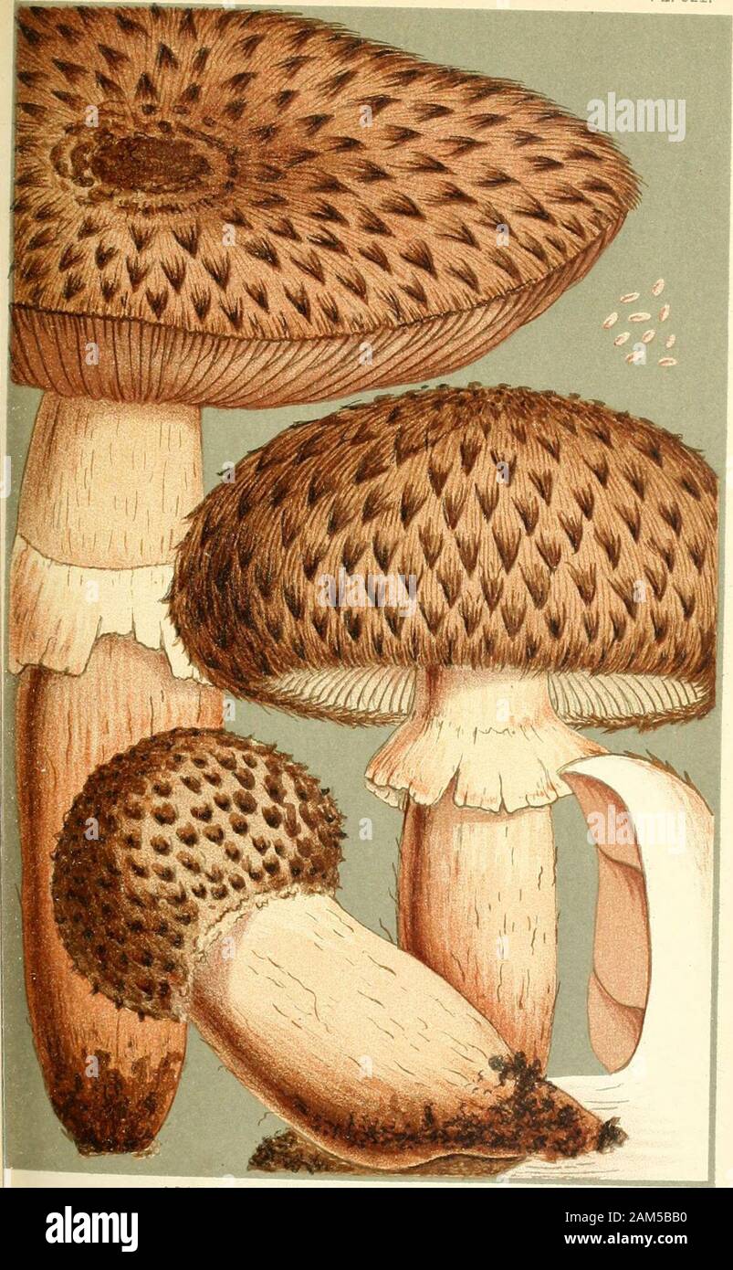 Illustrations of British Fungi (Hymenomycetes), to serve as an atlas to the 'Handbook of British Fungi' . AGARICUS (PSALUOTA) AUGUSTUS. Fries.in an orchard, Staplehurst, Kent. Aug. 1869. PRATELLI. PL. 522.. 6-3 AGARICUS (PSALUOTA) ELVENSIS. Berk Sf Br. under oaks. Neasden. Sept. 1881. PRATELLI. PL. 523. •??&gt;. - ^^^^^^^^^^^^^^^^ :-?. t 1 ^^^ %?  ^^ HRM^^ ?KH ^ D^^^^^^^^^^^^^^^^^E^ -^^^^^^^^^^^^^^^^^^B li ^ f^^^^^H ^^^^^B ^-- JMttKKt^ ^^^^H Kn f M 1 ^^^^B^i ^r^^^^^ ii^^^^^^^H ^ ^^^dAit^ t^^^^^^M jj*./.B. ^ -t^^^^^mSS^ ^^^^^^^^^^^^^^^^^^^^^1 AGARICUS (P^ALilOTA) ARVENSIS. Schcejf 1 in damp ma Stock Photo