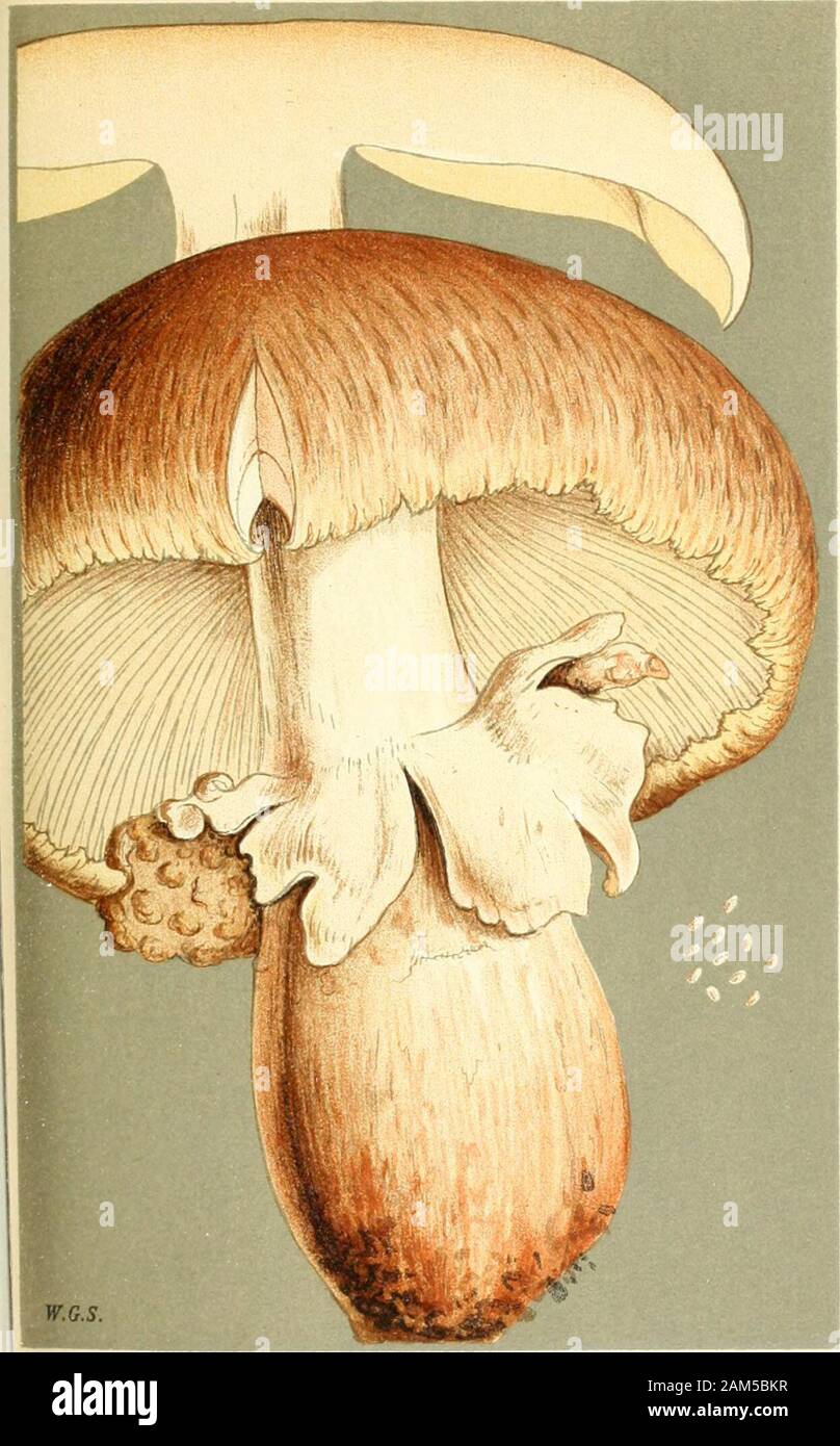 Illustrations of British Fungi (Hymenomycetes), to serve as an atlas to the 'Handbook of British Fungi' . X3 Jerb Serk AGARICUS (CREPIDOJUS) PEZIZOIDES, NeeS.on rotten wood. Waricickshire. PL. 521.. AGARICUS (PSALUOTA) AUGUSTUS. Fries.in an orchard, Staplehurst, Kent. Aug. 1869. PRATELLI. PL. 522. Stock Photo