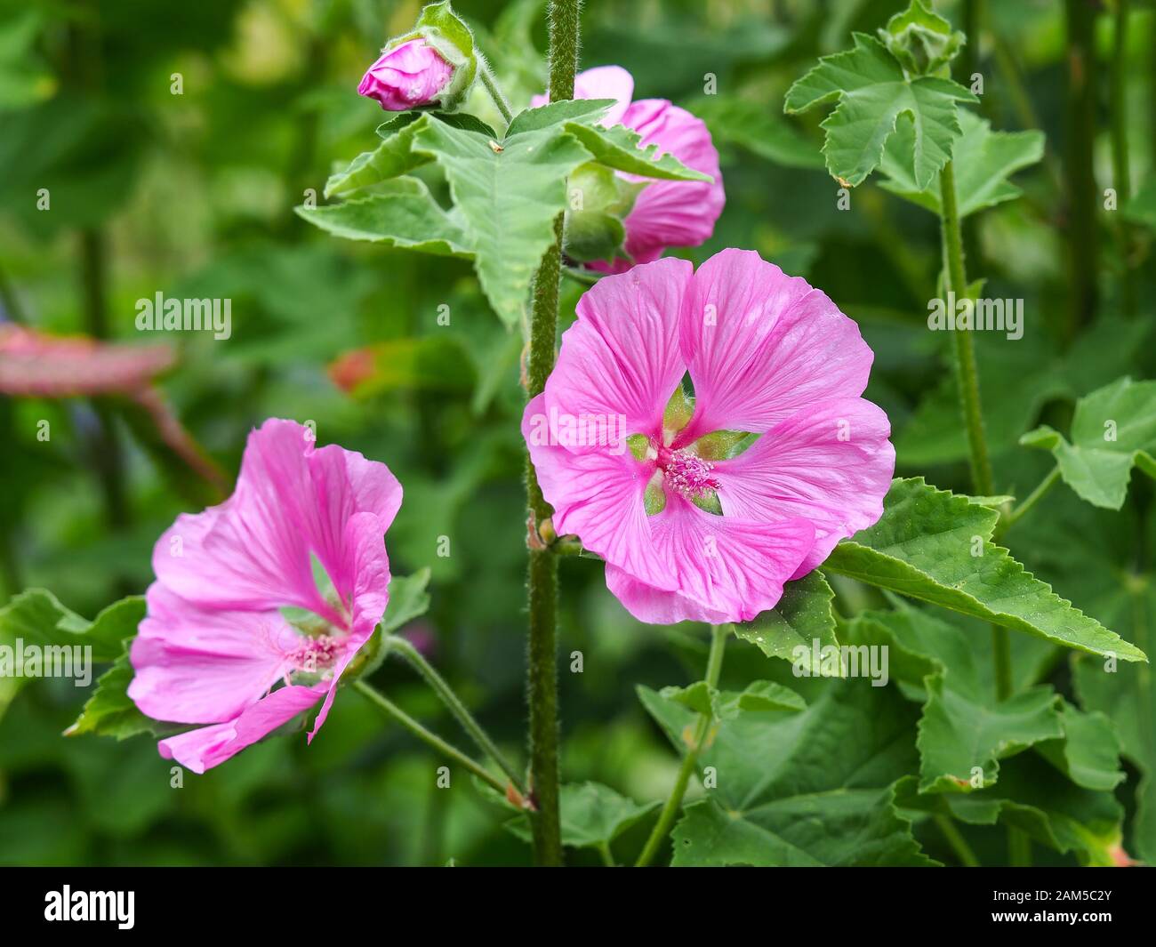 Pretty pink flowers of the tree mallow plant, Lavatera thuringiaca, in a summer garden Stock Photo