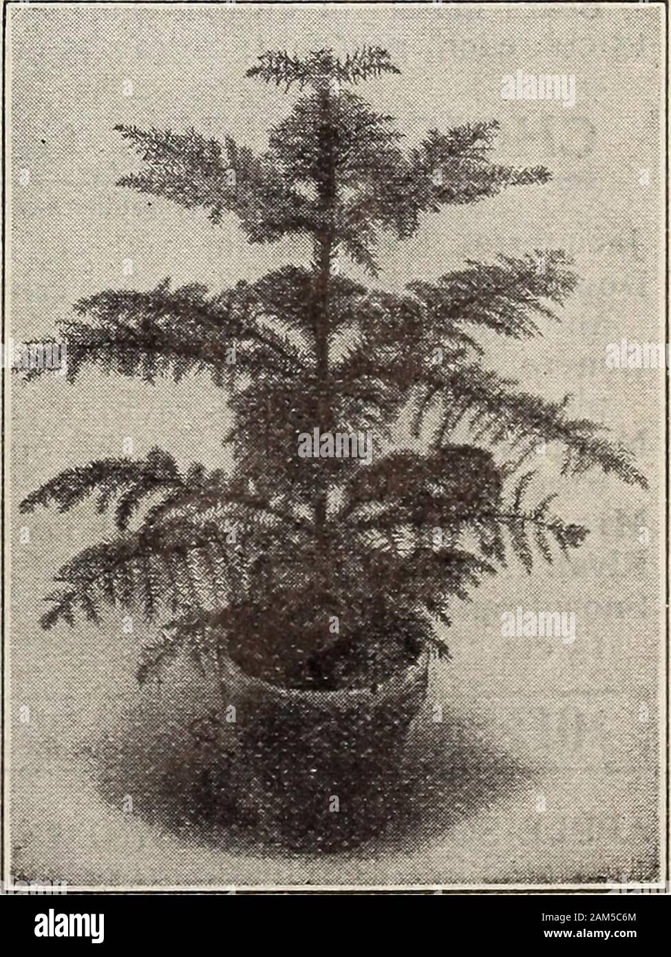 New floral guide : autumn 1913 . s ;; ;; :;::::::::::4£ :; *:. 60 Baby Christmas Tree (Araucaria excelsa) 23 THE CONARD 8s JONES CO., WEST GROVE, PA. Stock Photo