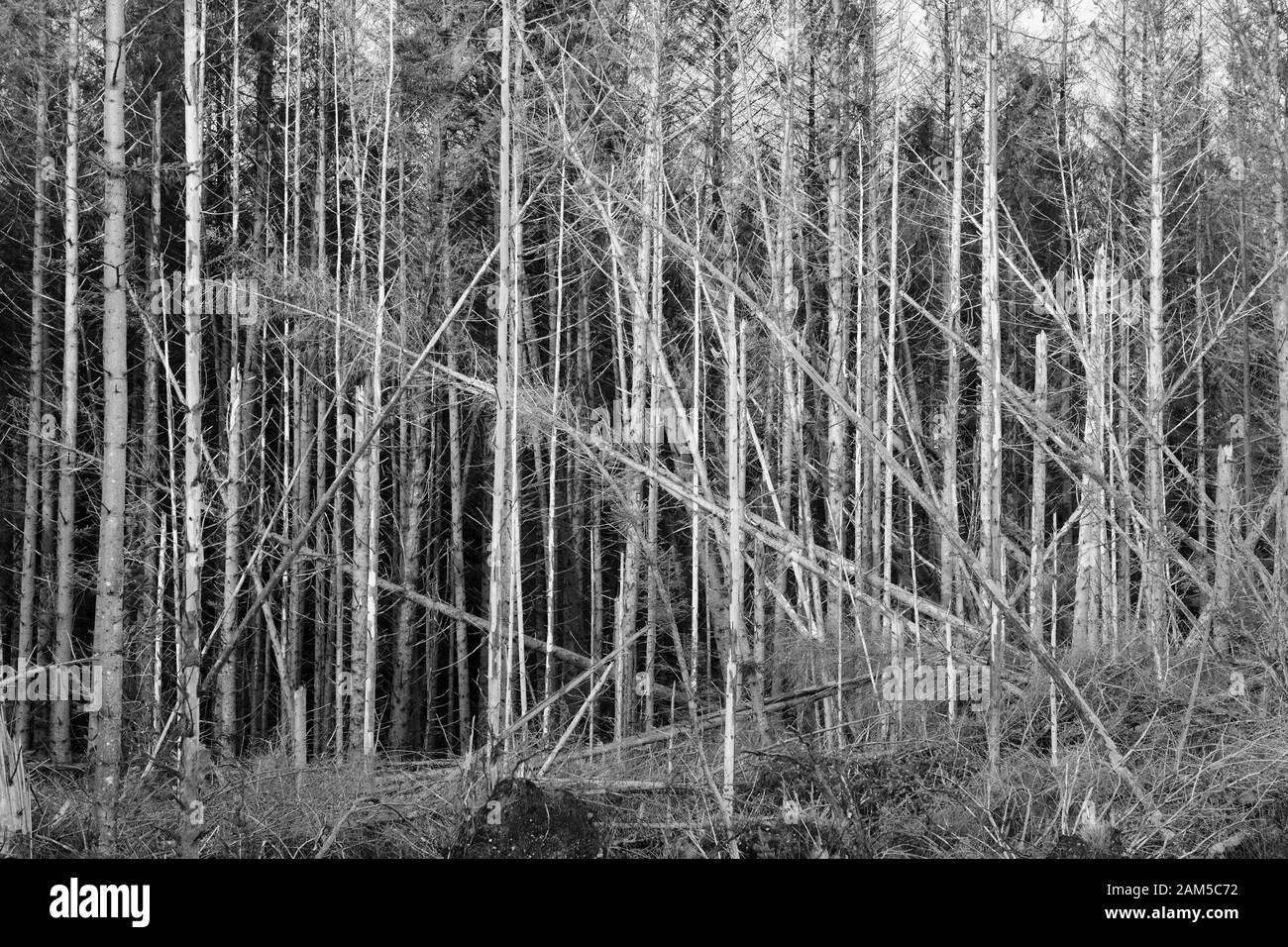 Woodland damaged from wind exposure Stock Photo