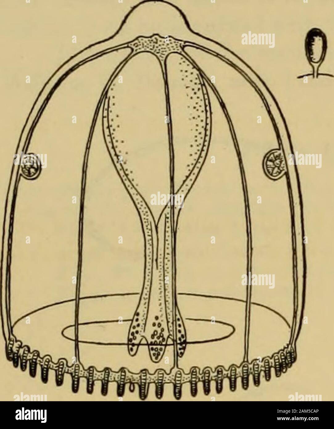 Medusae of the world . of these forms is given in the following table. Haeckels so-called lantern-shape of the bell is due to contraction, yet he attempts to dis-tinguish two species upon the presence or absence ot this character. On December 11, 1907, I found an immature Persa in the Bay of Naples, Italy. The bellwas 1 mm. high and oval, with a solid dome-like apex. There were 46 tentacles all broken offshort. The 16 radial and interradial tentacles had each a brilliant ruby-red spot in the ento- TRACHYMEDUS^E—PERSA. 407 derm of their axial cores within the gelatinous substance of the bell. T Stock Photo
