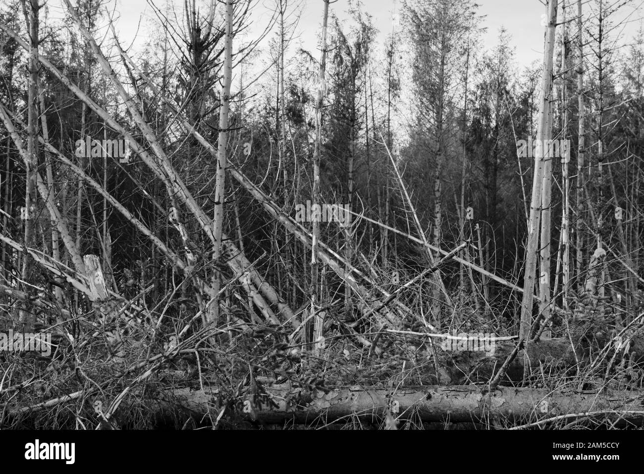 Woodland damaged from wind exposure Stock Photo