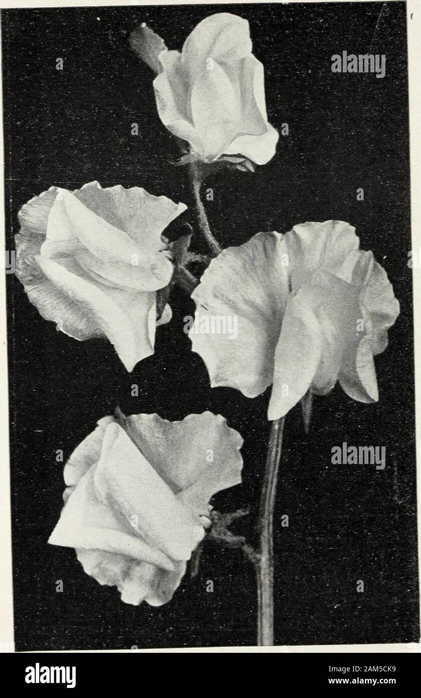 A short list of flower seeds for florists that should be sown early : January 1911 . Cut - and - Come - AgainTen Weeks Stocks Splendid perpetual- blooming class; sown in March or Aprilthey begin flowering in July, continuing until frost, and areespecially valuable during September and October when otherflowers are scarce; they throw out numerous side branches,all bearing very double fragrant flowers; excellent for cutting. Tr. pkt. Or. Princess Alice. Snow-white fo 50 $3 00 La France. Silvery-rose 50 3 00 Brilliant. Fiery blood-red 50 3 00 Sapphire. Dark blue 50 3 00 Creole. Creamy yellow, ext Stock Photo