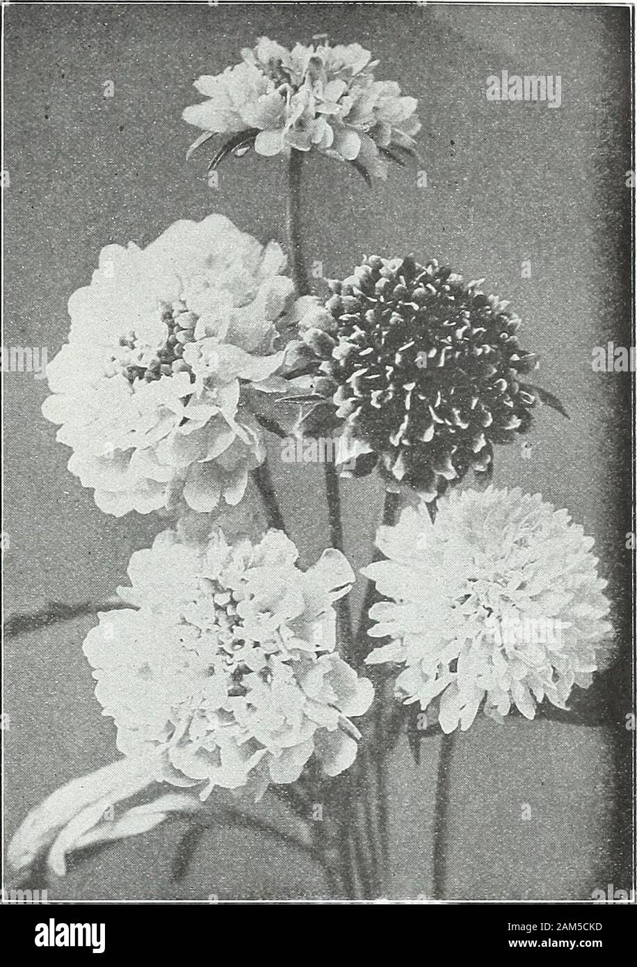 Farquhar's garden annual : 1922 . .10 ,10.10. Farquhars Perfection Scabious. SCHIZANTHUS. Butterfly Flower. Elegant free-flowering hardy annuals for the garden in Summer orfor the greenhouse during Winter. Ij ft. 3945 3946 3947 39483950 3955 39653967 3970 Farquhars Large-flowered Hybrids Mixed. The Schi-zanthus has become indispensable for cut flowers, and forpot culture in the greenhouse. This strain is unsurpassedfor size of flowers and variety of colors. It is the resultof many years of careful selection on the part of a leading pkt.speciahst in Europe. ... ... ^^ oz., $2.50; .50 Garraways Stock Photo