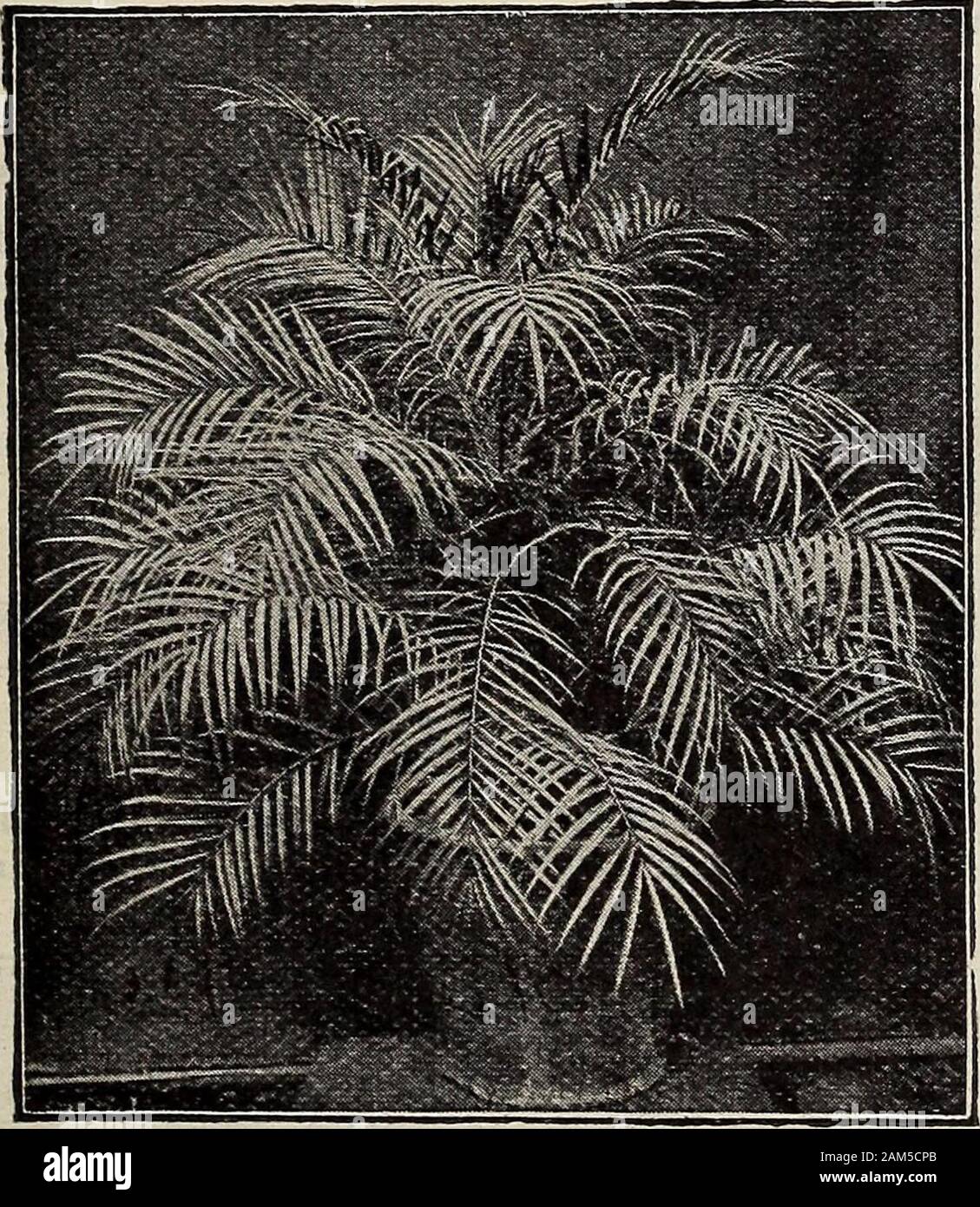 New floral guide : autumn 1913 . S The Kentia Palm. of the hardiest Oneand Kentia Belmoreana Palm. easiest to grow. It is of slow growth, but is not affectedby the dust and dry air of the house. Fine, thrifty plants,6 to 8 inches high, 25 cts. each; larger size, 35 cts., post-paid; extra size, 50 cts., by express. The Fail Palm (^aian^a Borbonica). Has attractive i. fan-shaped leaves of rich shining dark green, and beautifully fringed. Greatly in demand. Fine plants, 6 to 10 inches high, 25 cts. each; 10 to 15 inches, 35 cts. postpaid; 15 to 18 inches, 50 cts., by express. Phoenix Roebelini Pa Stock Photo