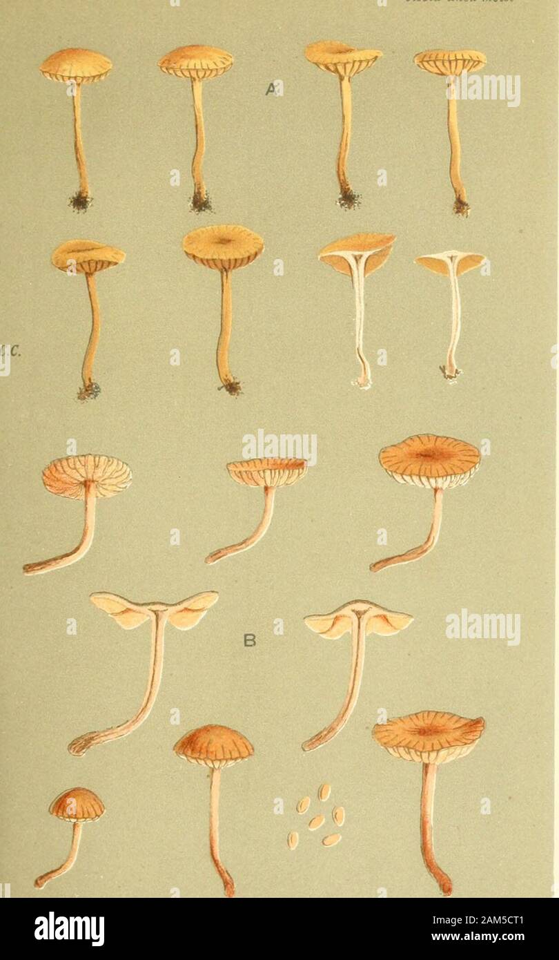 Illustrations of British Fungi (Hymenomycetes), to serve as an atlas to the 'Handbook of British Fungi' . /^r. iKQt:- ? ;-•//); Cr^OBULUS, Fries. on chips and sticks. Credenhill. Sept. 1862. i I PL 407. S ^^ viscid when niGtst^. lG.S. AGARICUS (TUBARIA) INQUILINUS. Friex.(AJ on ./!rf,-s. hinedmr. (B) on.fi:rnii. ChiJsea. 1870. Stock Photo