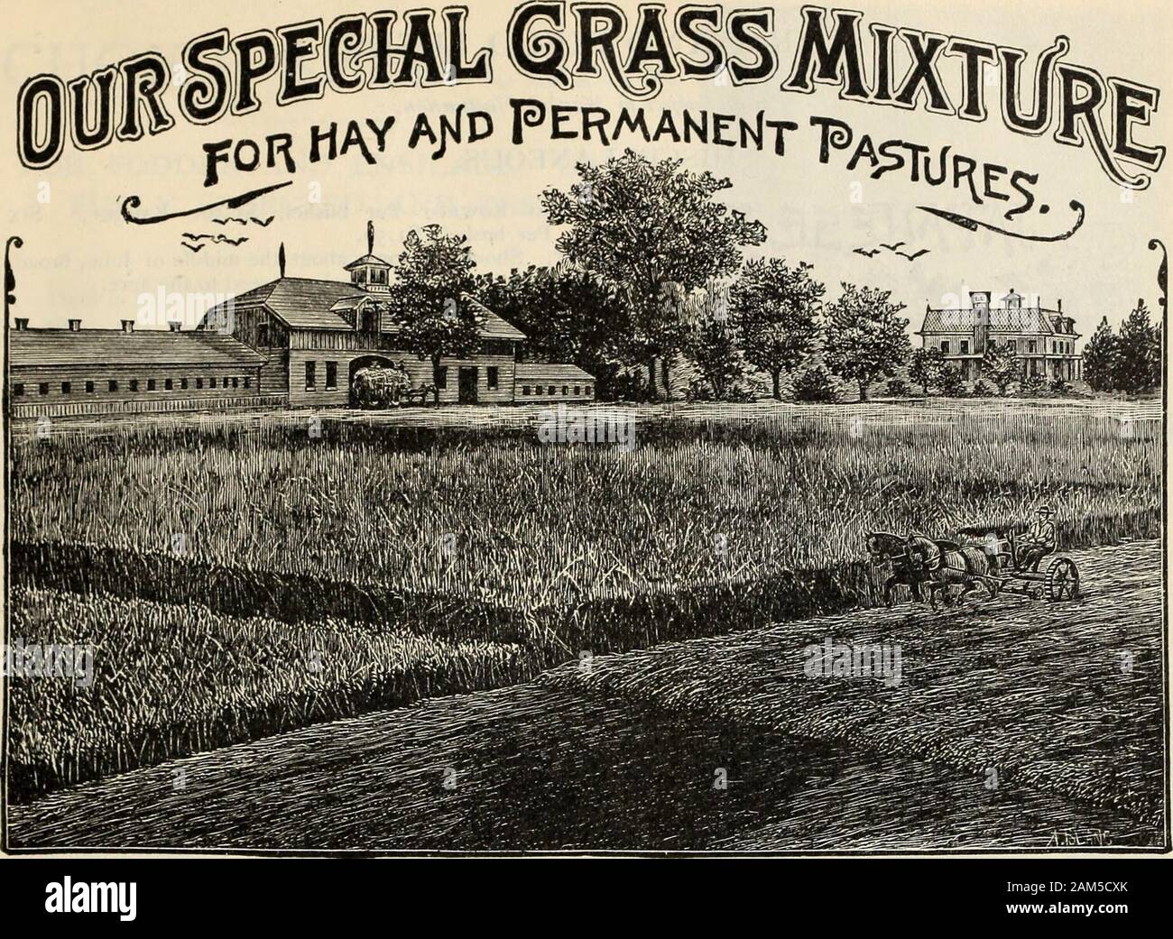 Farquhar's catalogue : spring 1904 . ^ to 4 ft.(50 lbs. per bushel.) Per  bushel, $1.50. Millet, German or Golden. Panicum Germanicum. Animproved  variety, growing from three to five feet high. Undersome