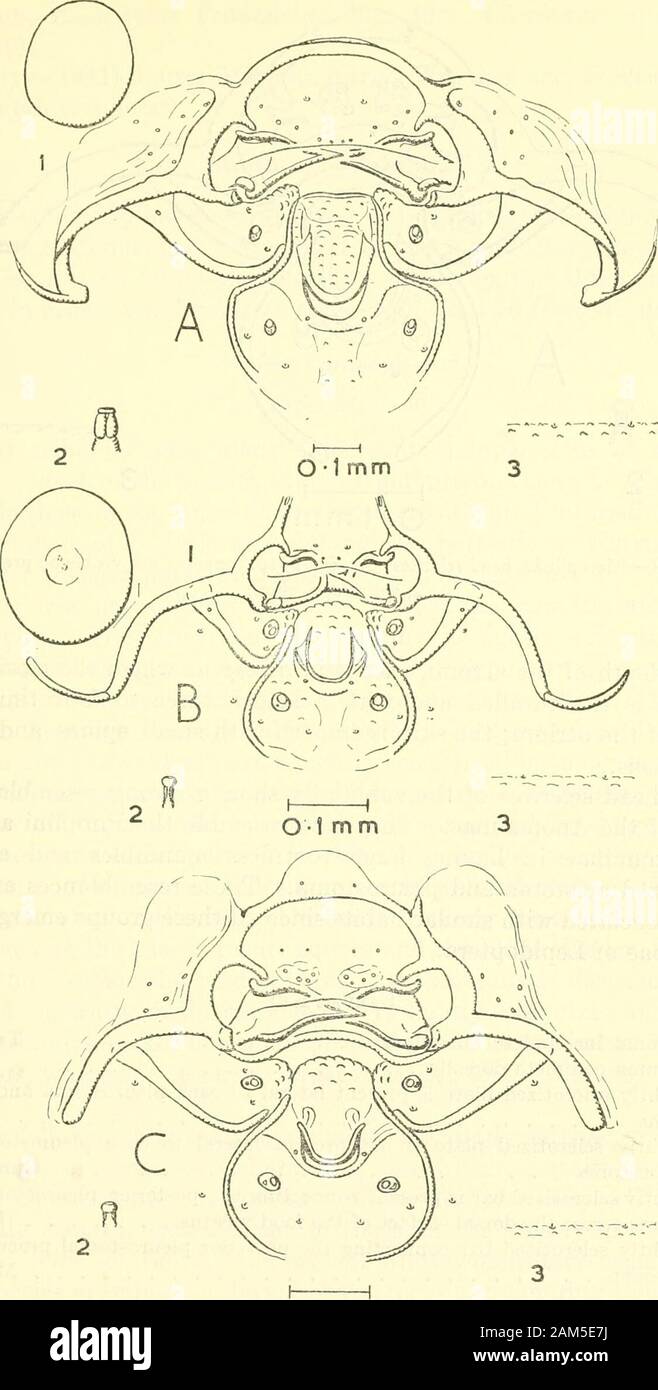 Proceedings of the United States National Museum . this subfamily are endoparasitic in Lepidoptera. Theparasites emerge from the pupae of the hosts. The epistoma is well sclerotized except in Triclistus; the pleurostomaand hypostoma are well sclerotized; the hypostomal spur is absentand the stipital sclerite extends dorsally to meet the hypostoma; thelabial sclerite is incomplete ventrally; on each maxUlary and labialpalp there is one large sensillum and one or several smaller sensilla;the silk press is well sclerotized; there is a lightly sclerotized plateventral to the press containing two s Stock Photo