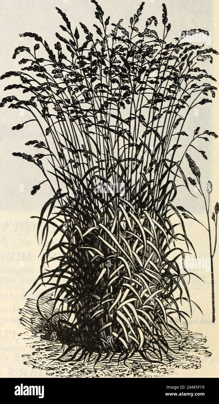 Farquhar's catalogue : spring 1904 . (14 lbs. per bushel.) Lb., 20 cents;100 lbs., $15.00. Rhode Island Bent. Agrostis canina. A bottom Grass,suitable for using with tufted varieties. Hardy and earlyand a grass that will withstand heat and dry weather.Sweet and nutritious and relished by all kinds of stock.Sow 4 bushels per acre if alone. (10 lbs. per bushel.)Per lb., 30 cents; per bushel, $2.50; 100 lbs., $22.50. Orchard. Dactylis glomerata. A deep rooted perennial,growing in tufts. A strong, vigorous grower, which suc-ceeds best on rich lands or clayey soils. Should be cutfor hay at the time Stock Photo