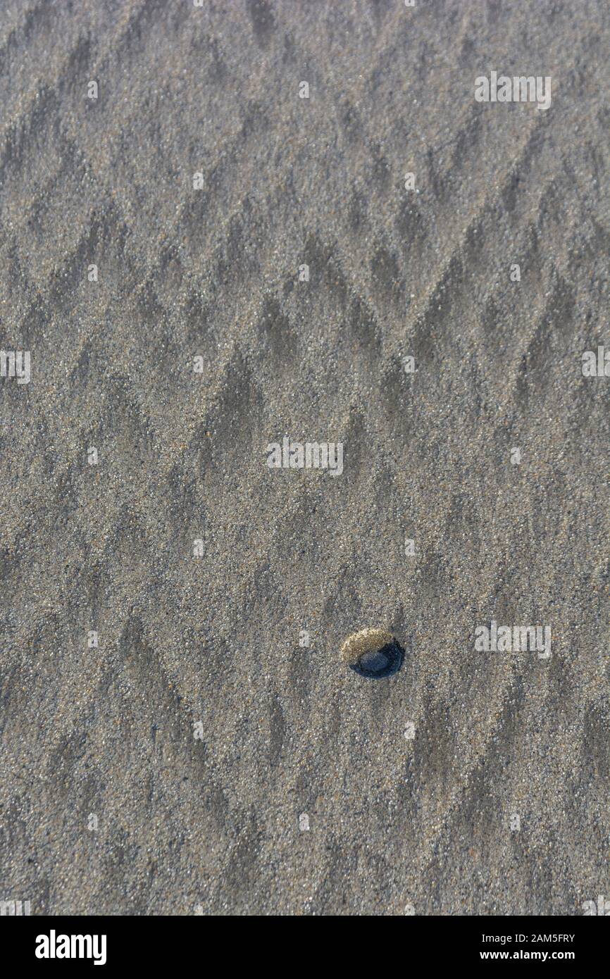 Razor clam burrow hires stock photography and images Alamy